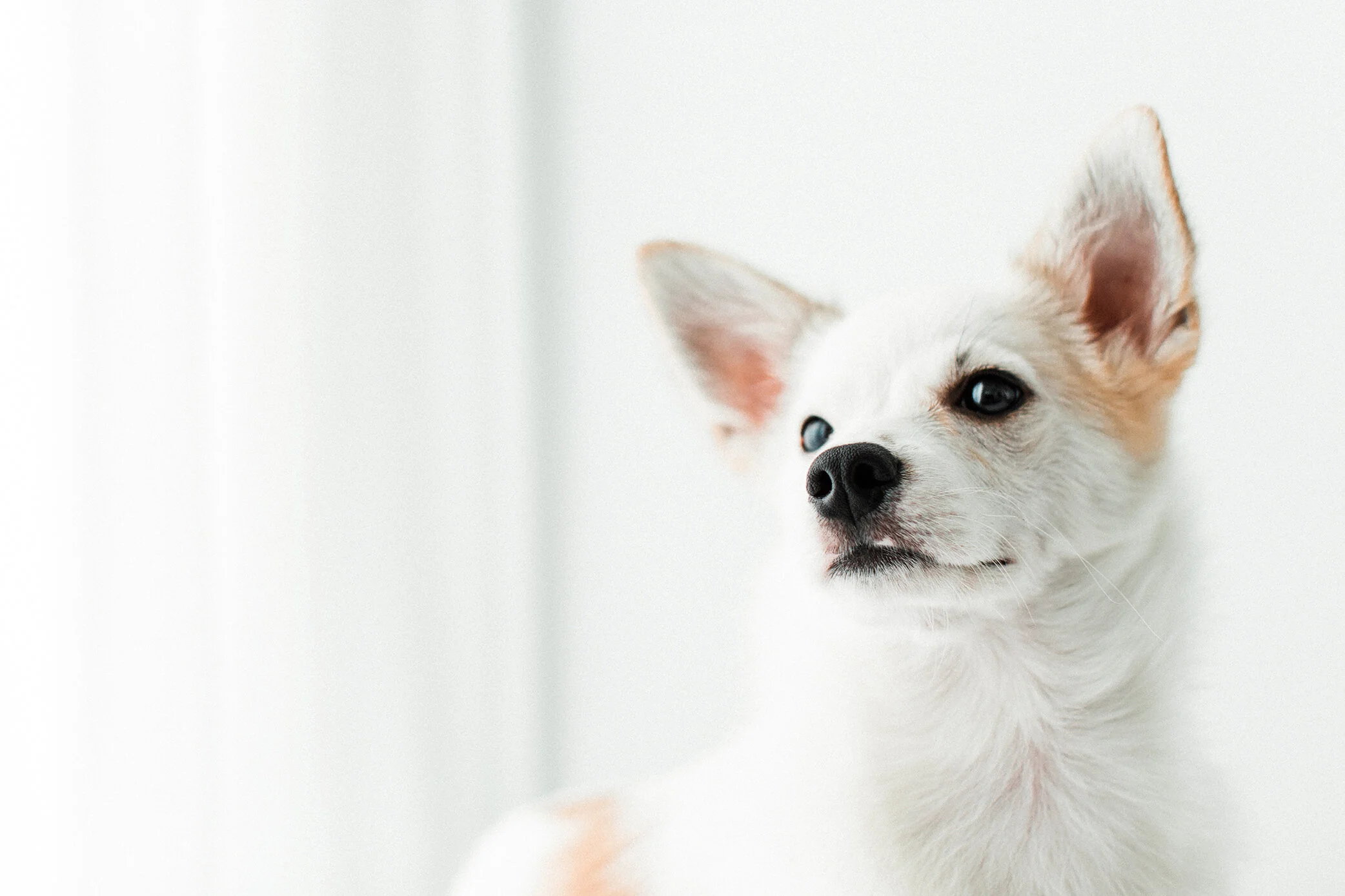 Wildhearts_Pet_Photography03.jpg