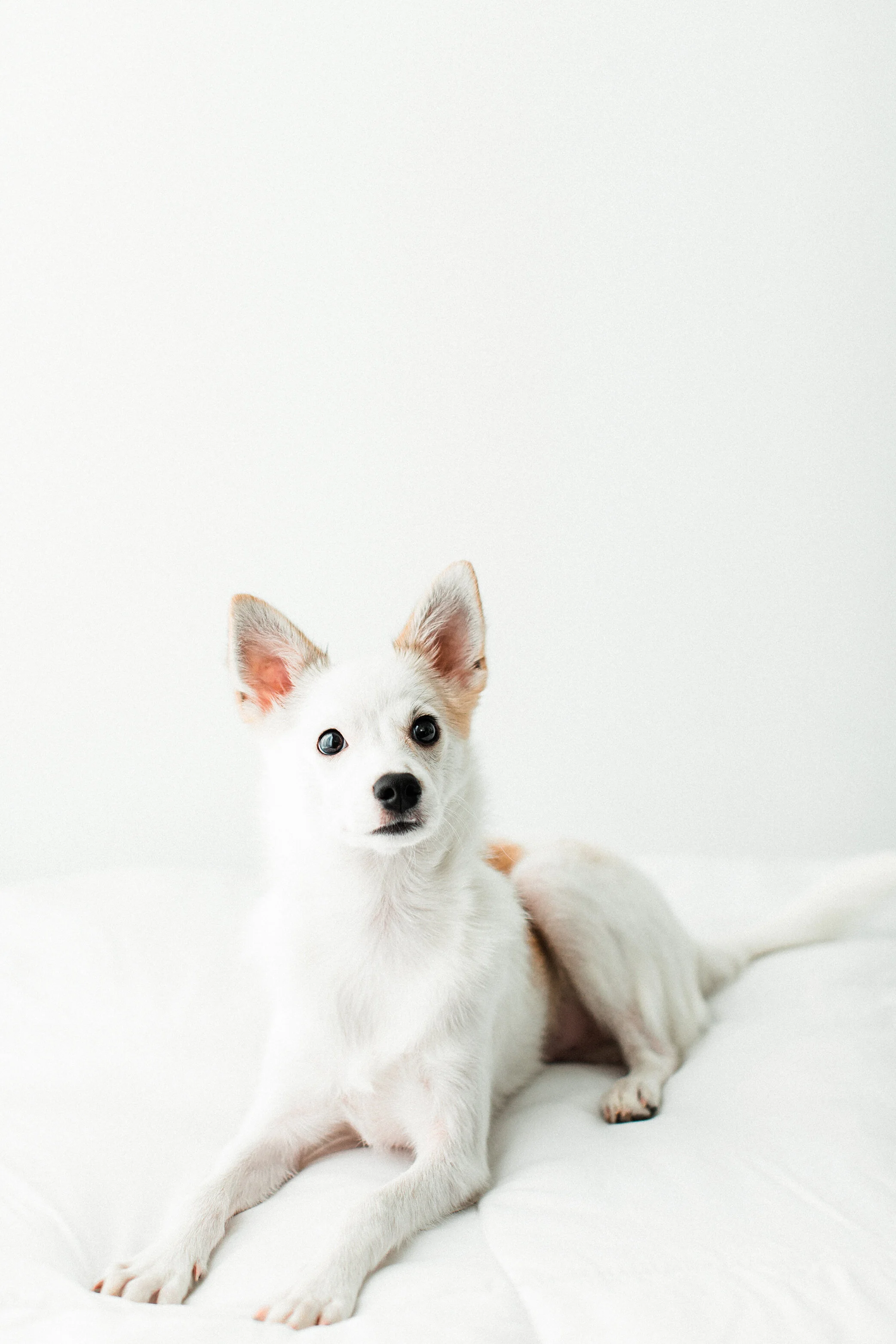 Wildhearts_Pet_Photography01.jpg