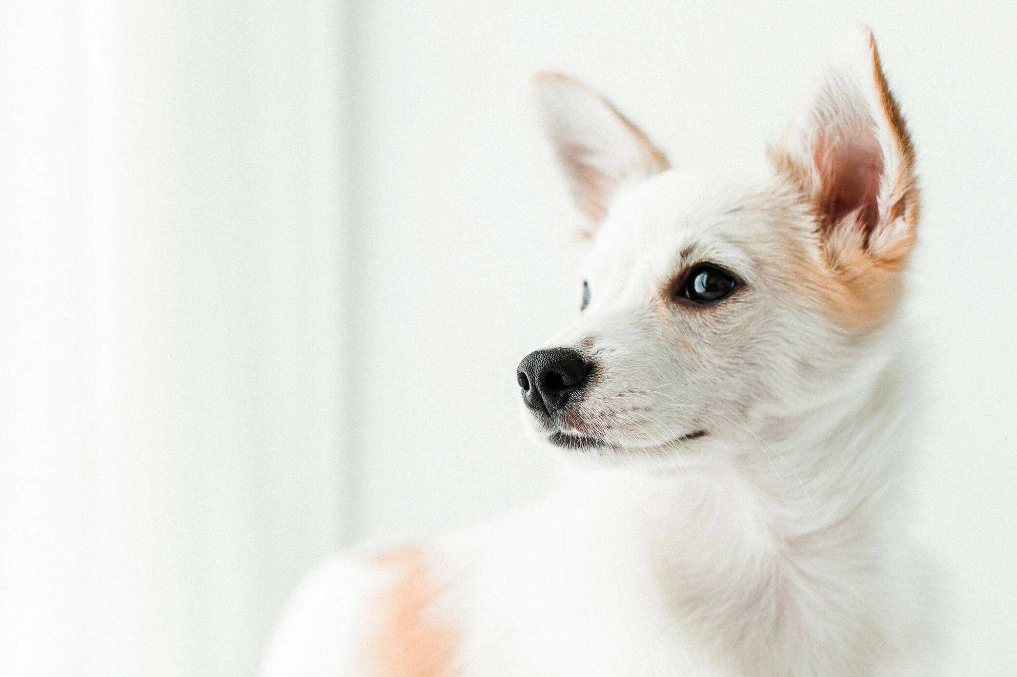 Wildhearts_Pet_Photography04.jpg