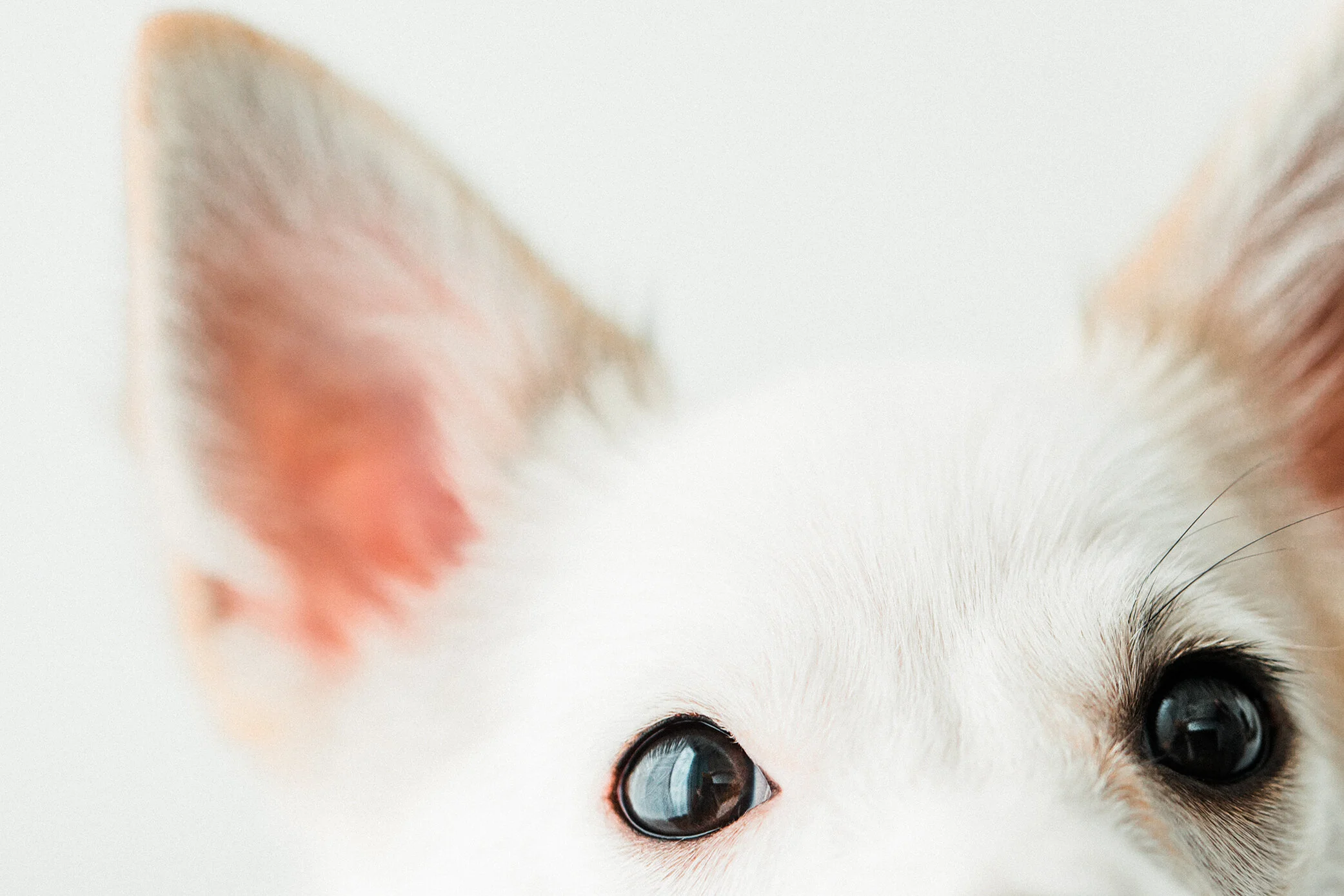 Wildhearts_Pet_Photography05.jpg