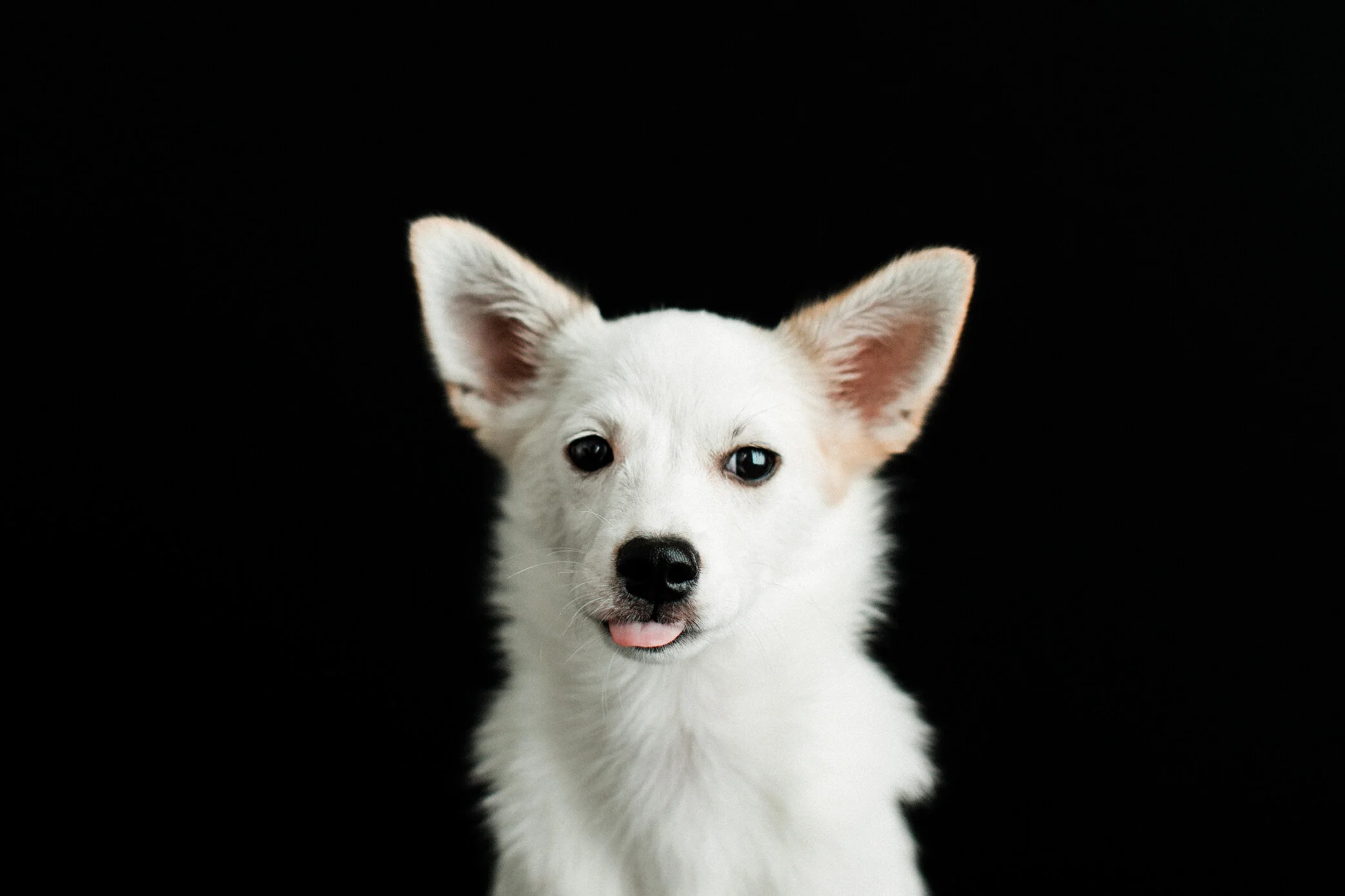 Wildhearts_Pet_Photography06.jpg