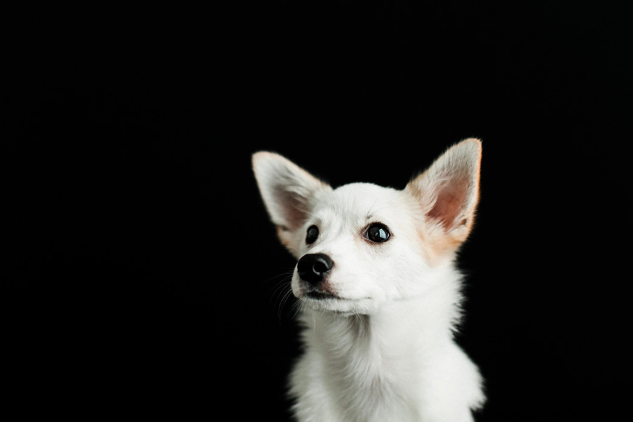 Wildhearts_Pet_Photography07.jpg
