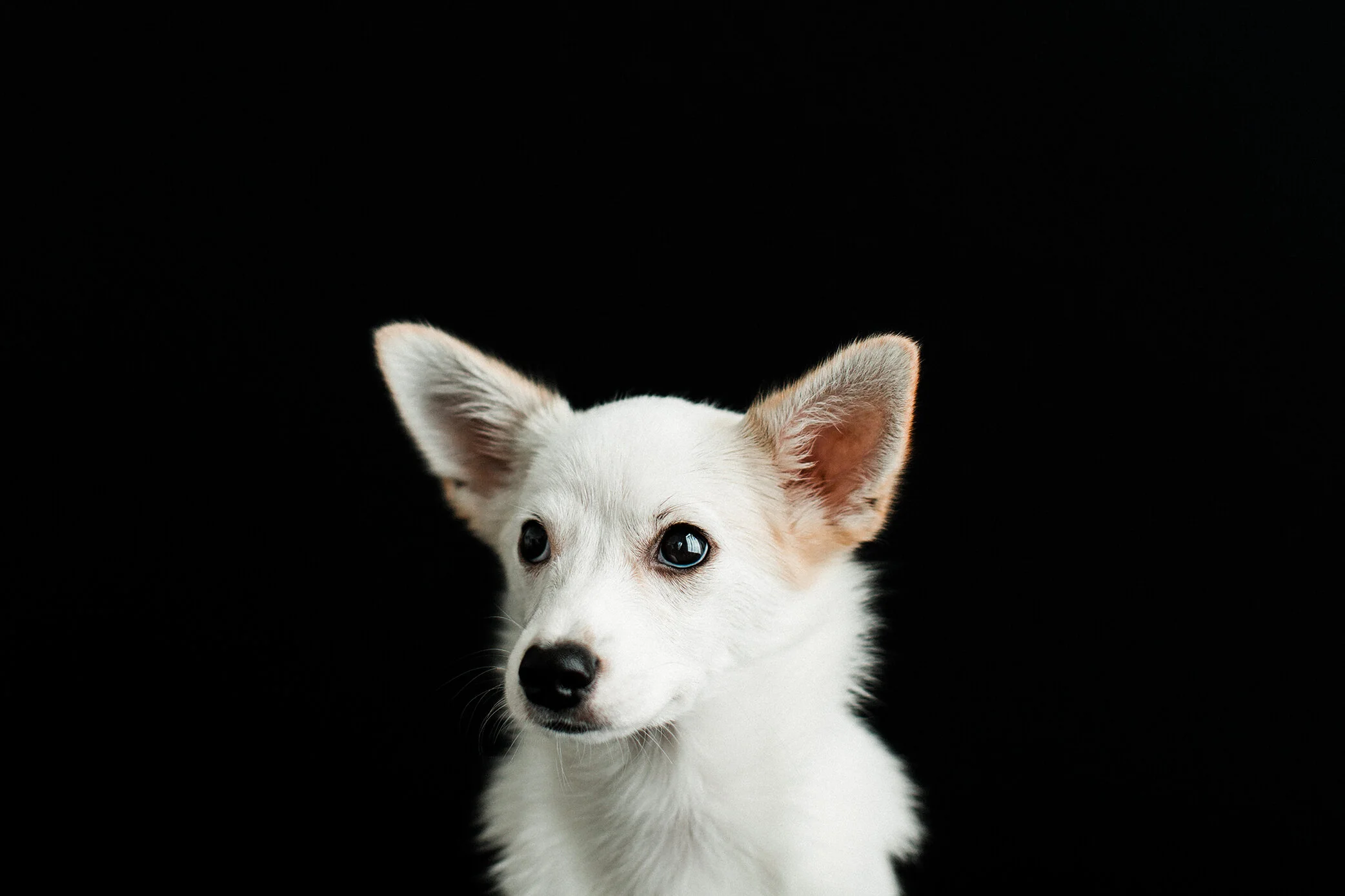 Wildhearts_Pet_Photography08.jpg