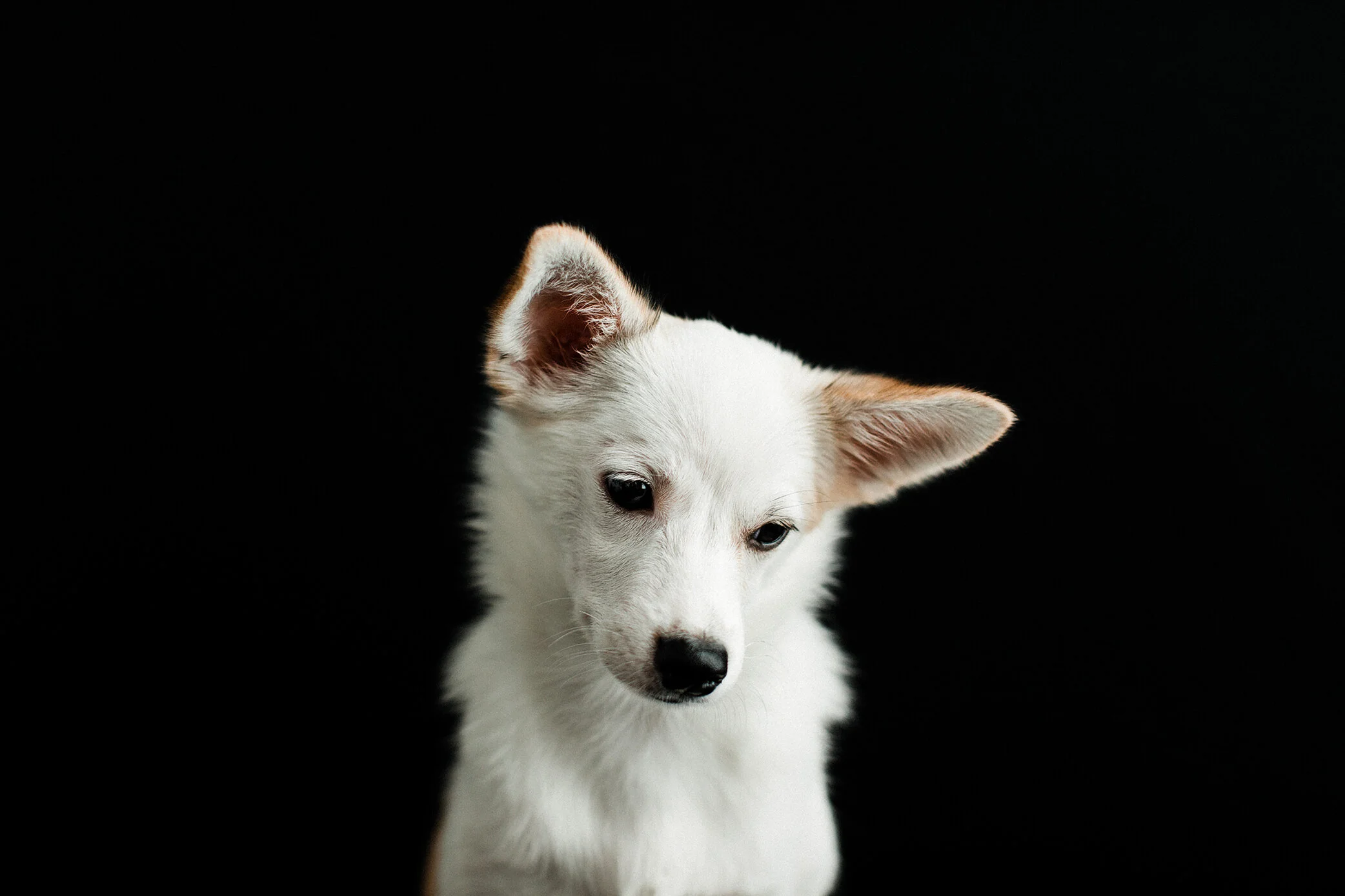 Wildhearts_Pet_Photography09.jpg