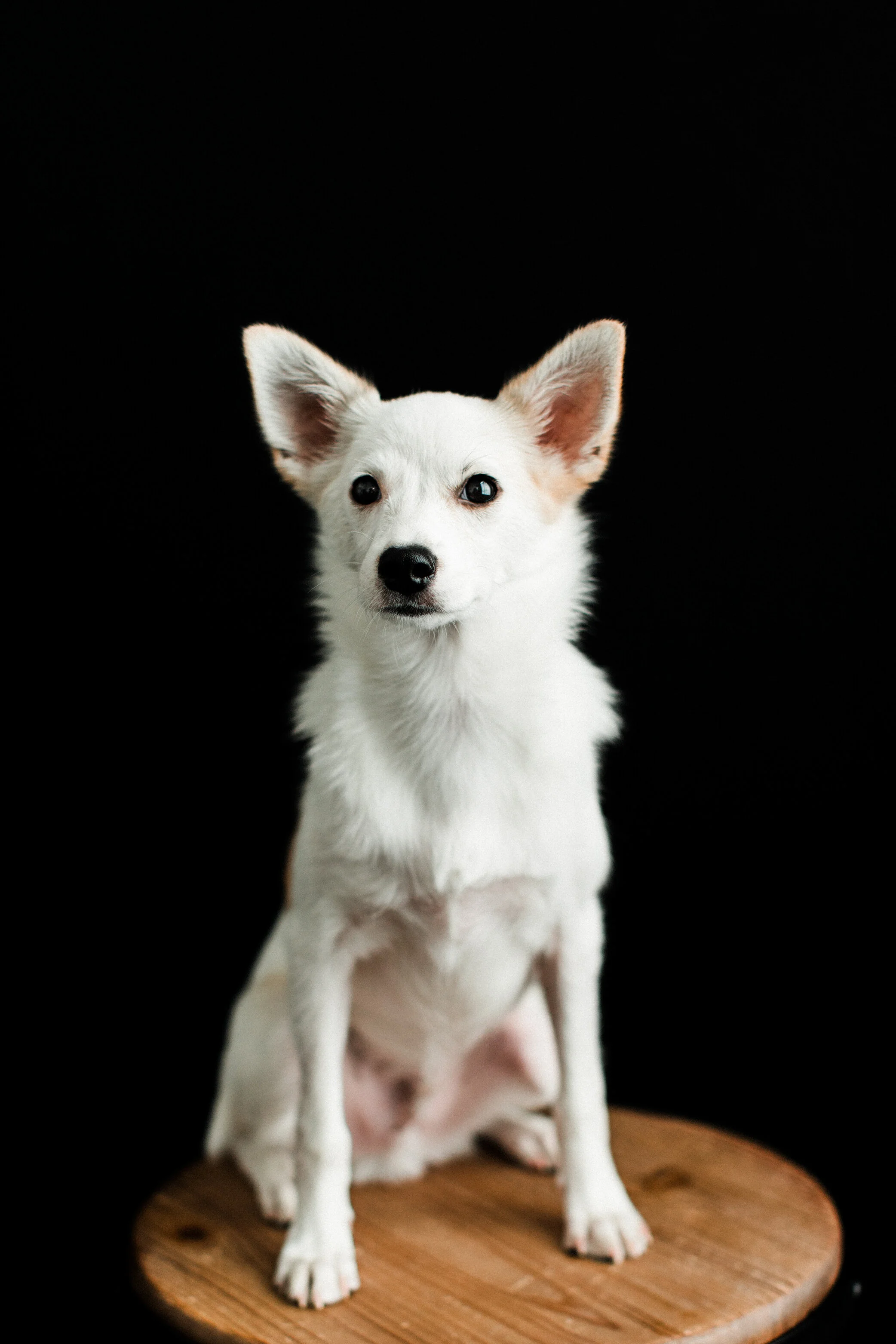 Wildhearts_Pet_Photography10.jpg
