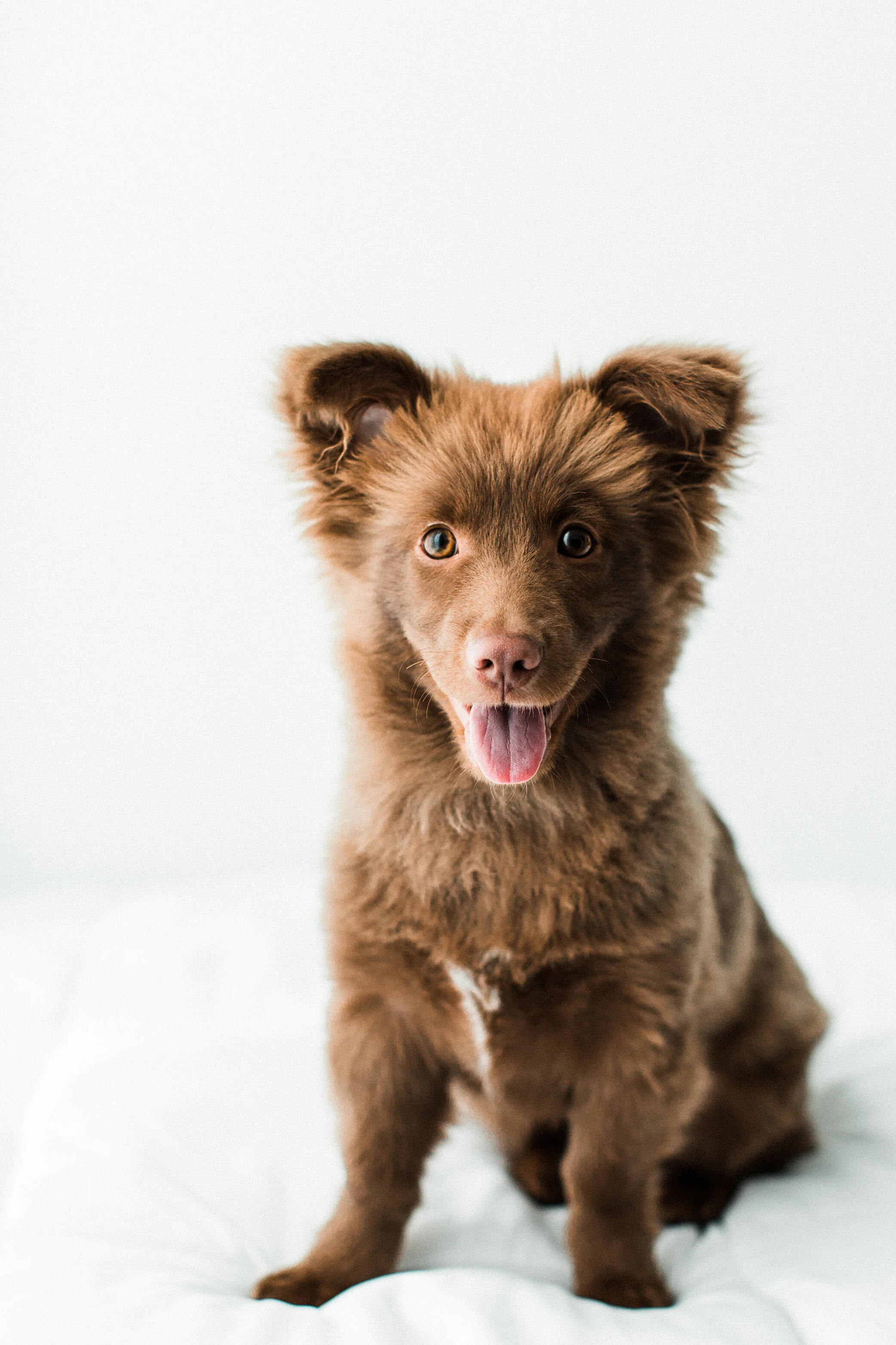 Wildhearts_Pet_Photography22.jpg