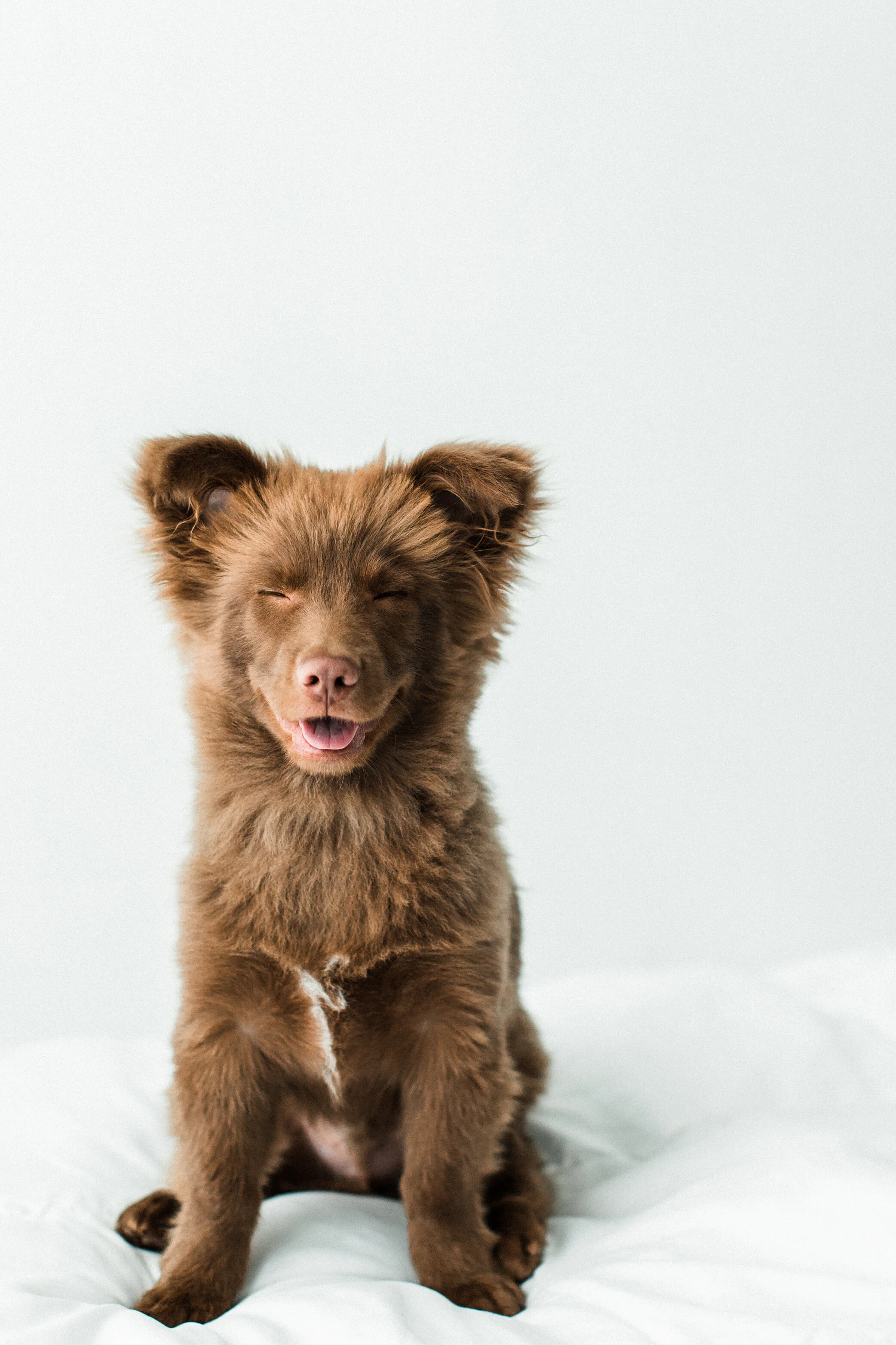 Wildhearts_Pet_Photography21.jpg
