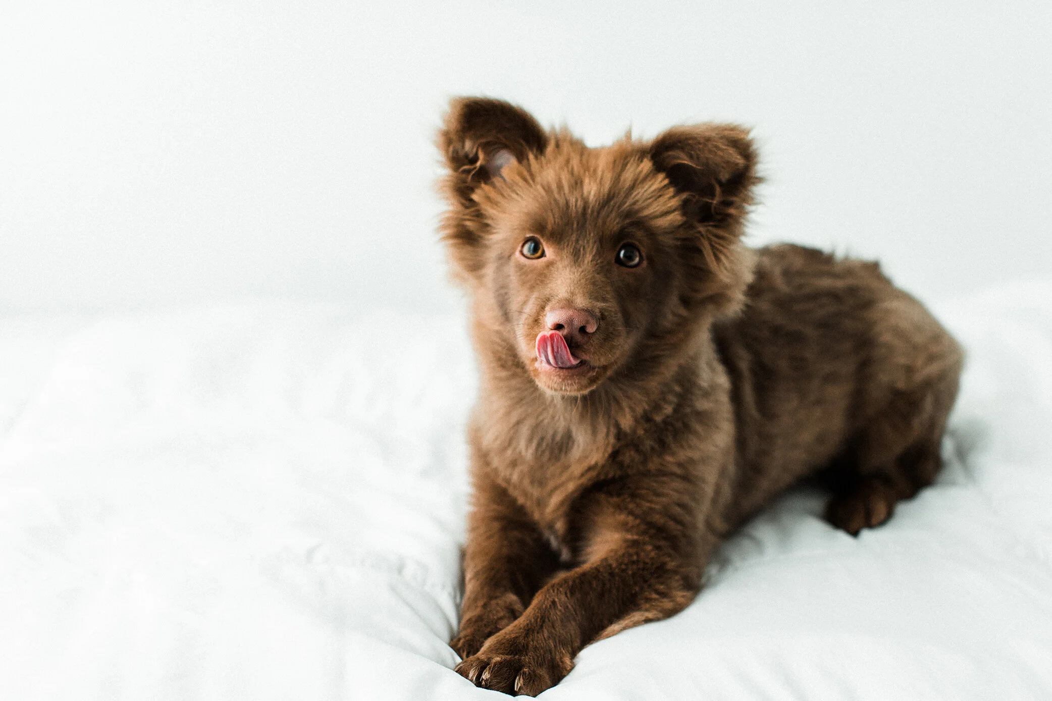 Wildhearts_Pet_Photography24.jpg