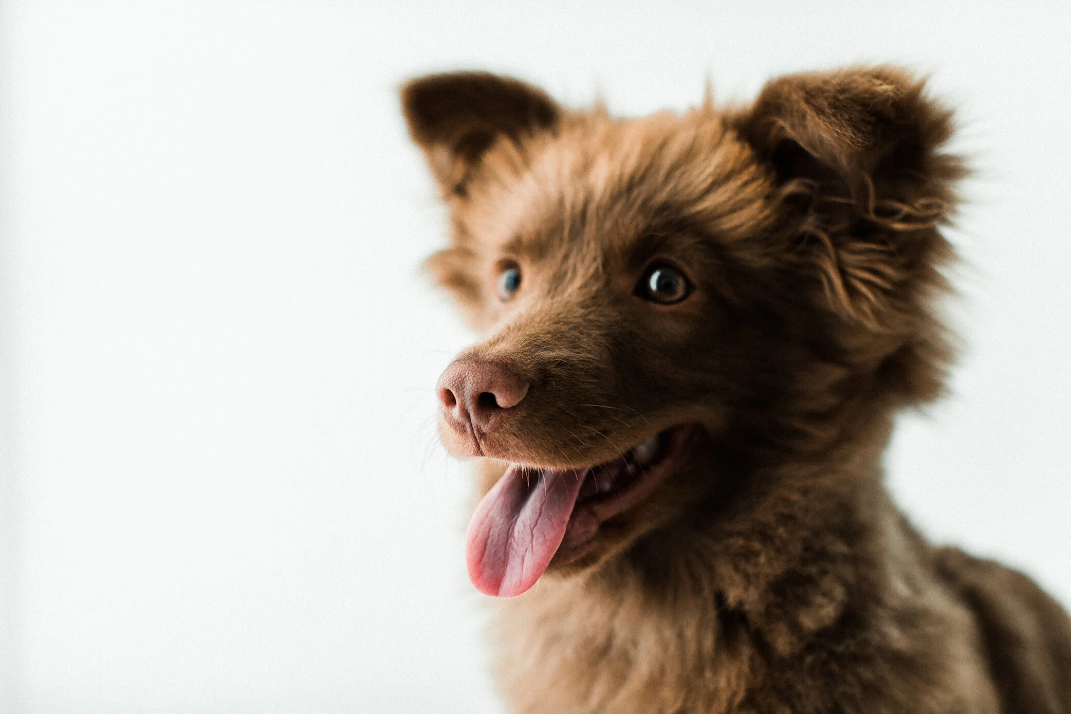 Wildhearts_Pet_Photography23.jpg