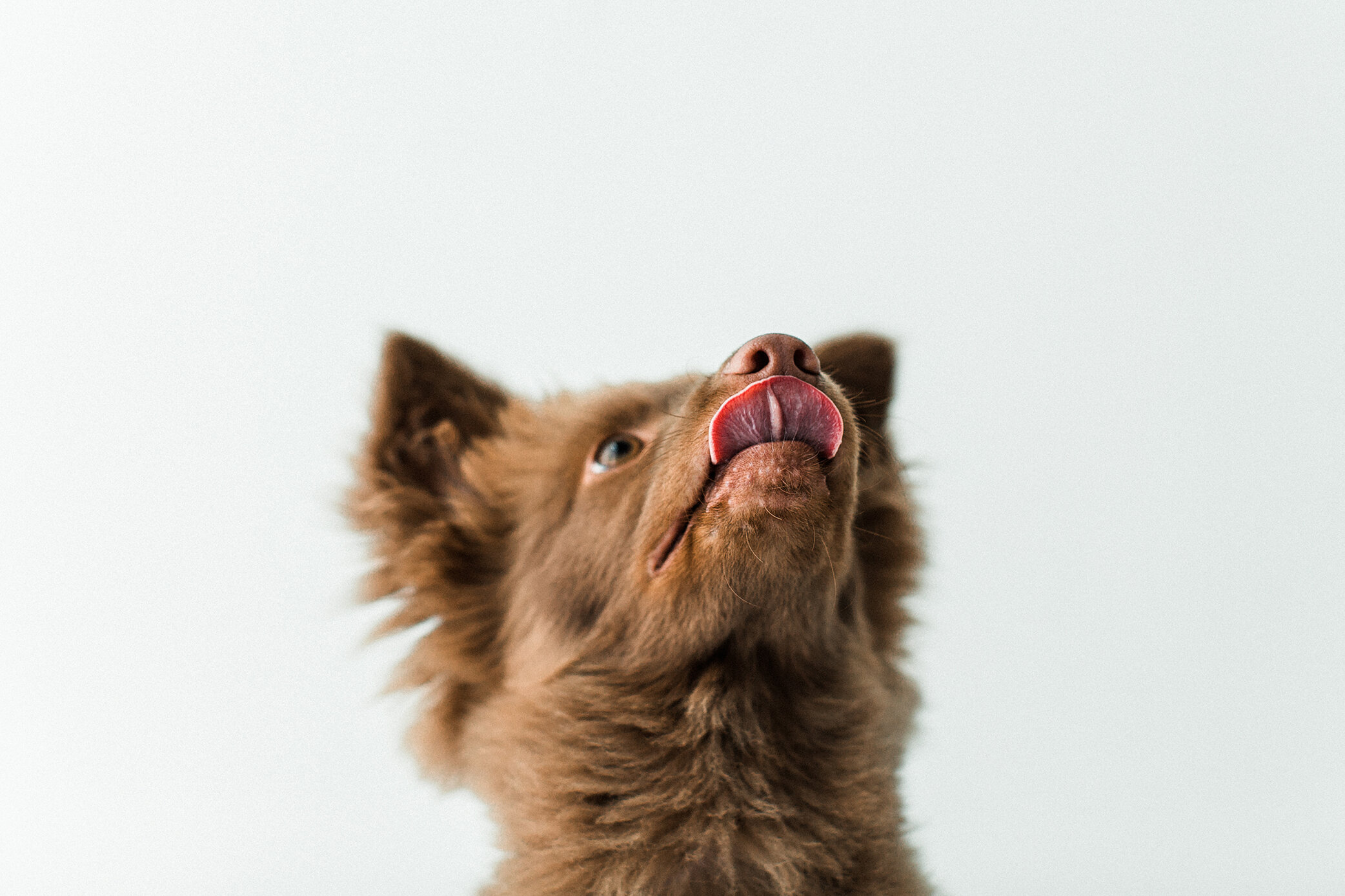 Wildhearts_Pet_Photography26.jpg