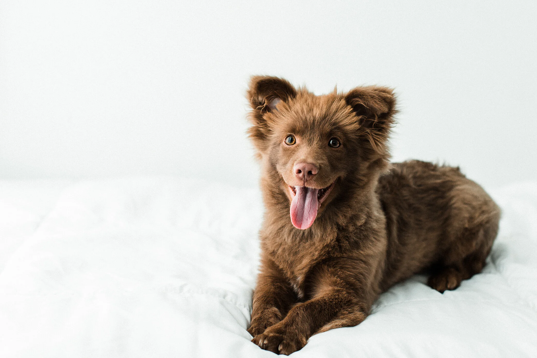 Wildhearts_Pet_Photography25.jpg
