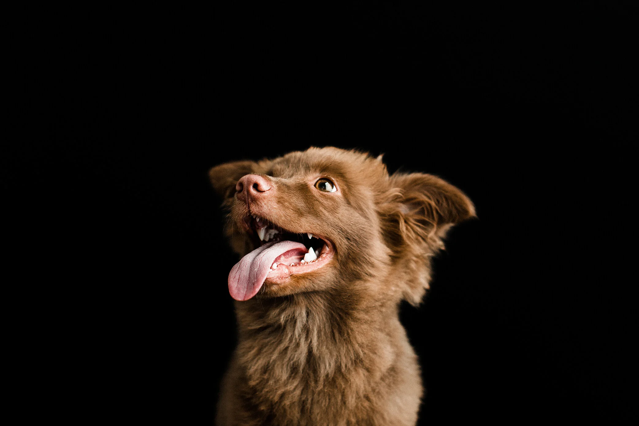 Wildhearts_Pet_Photography28.jpg