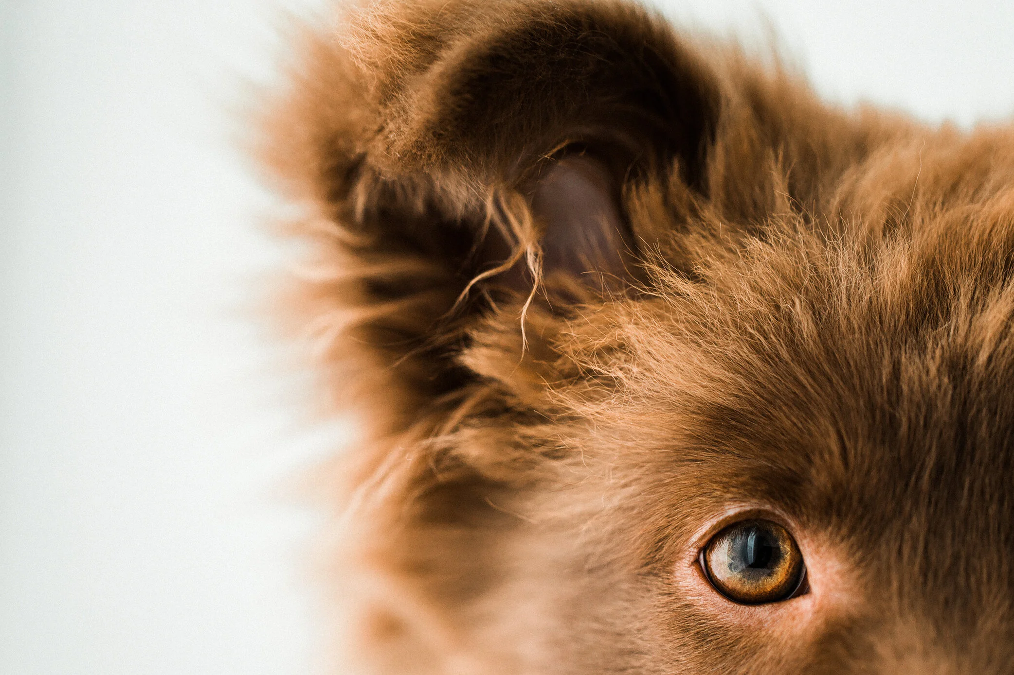 Wildhearts_Pet_Photography27.jpg