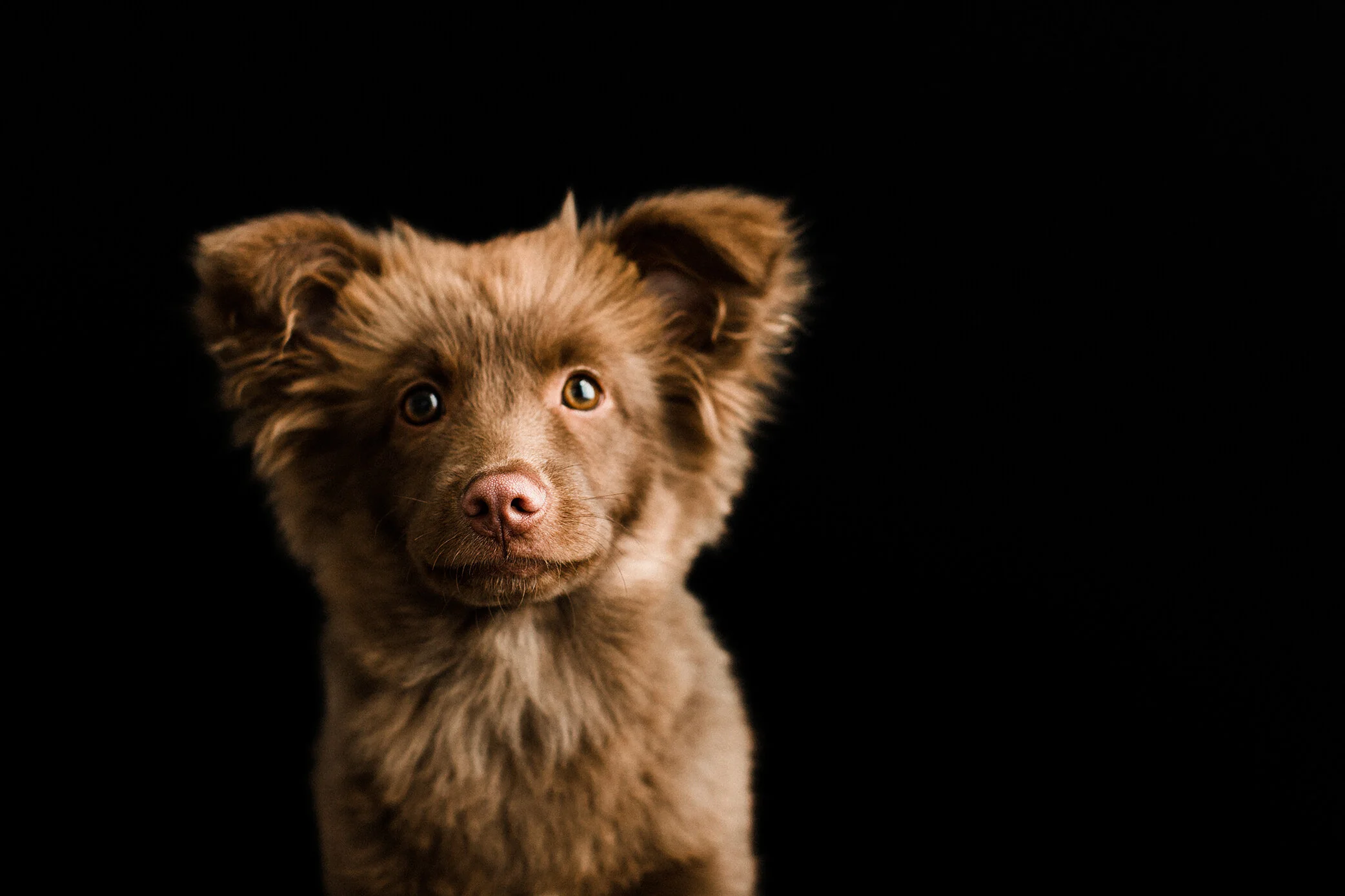 Wildhearts_Pet_Photography29.jpg