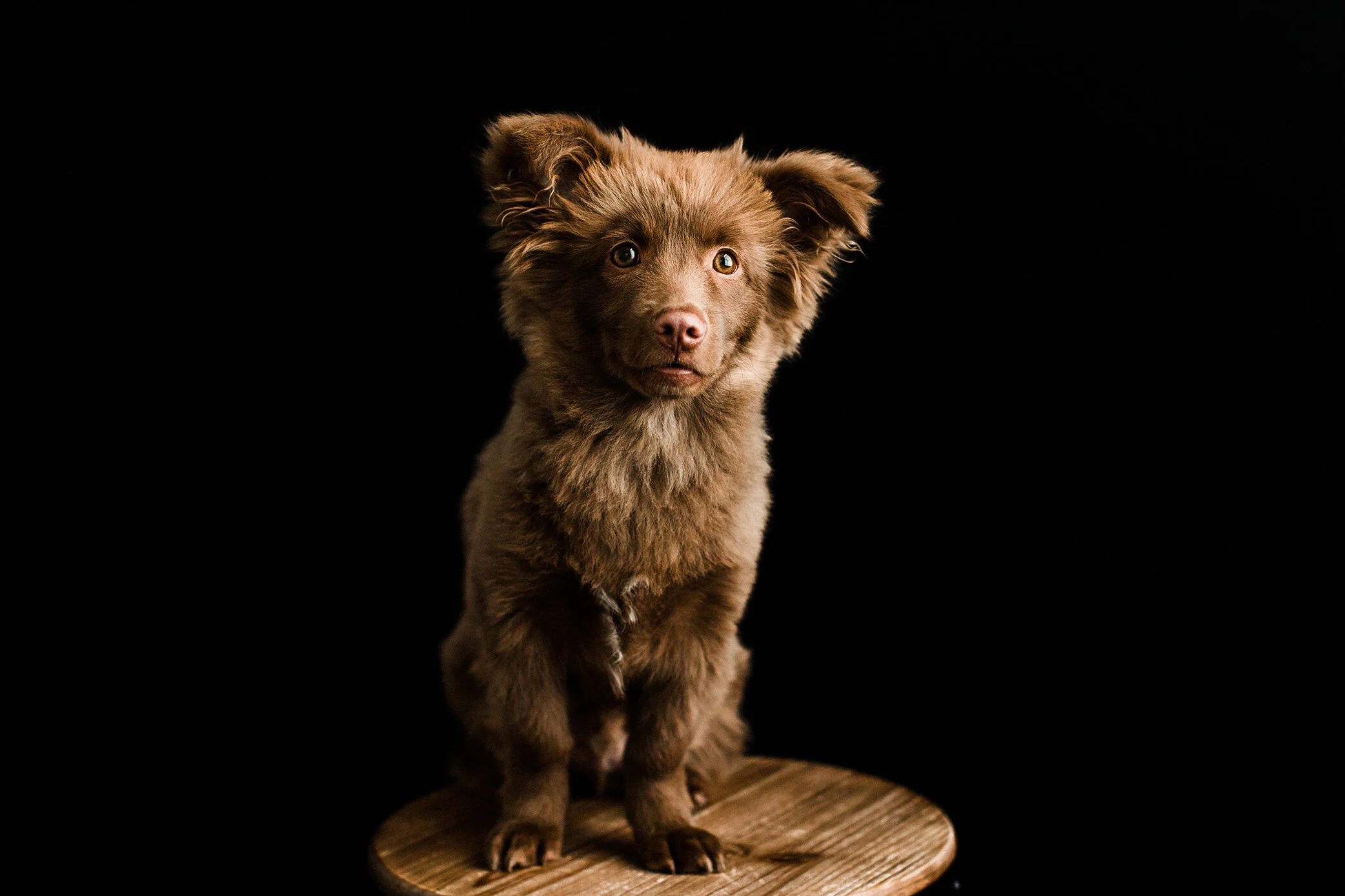 Wildhearts_Pet_Photography30.jpg