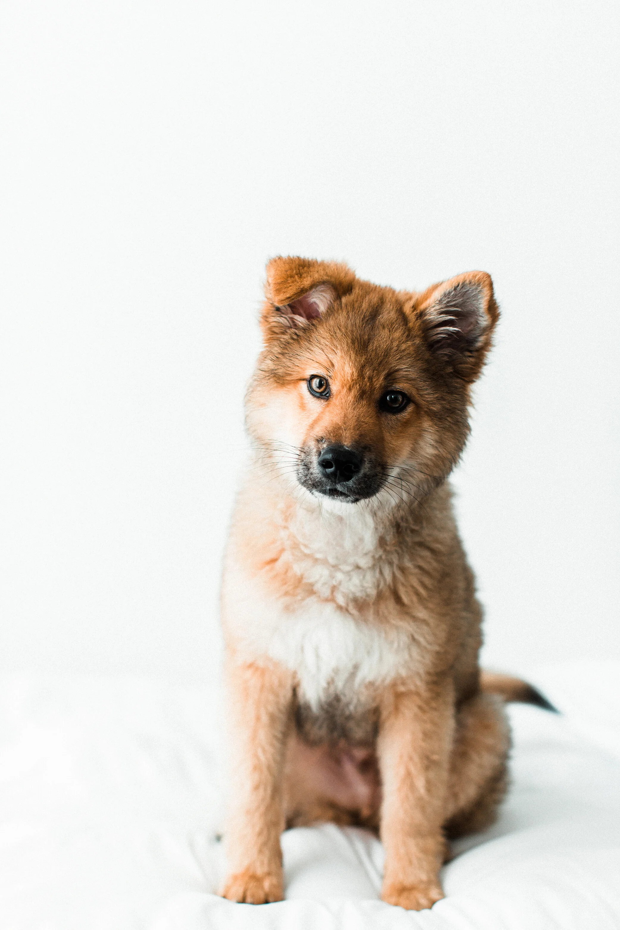 Wildhearts_Pet_Photography32.jpg