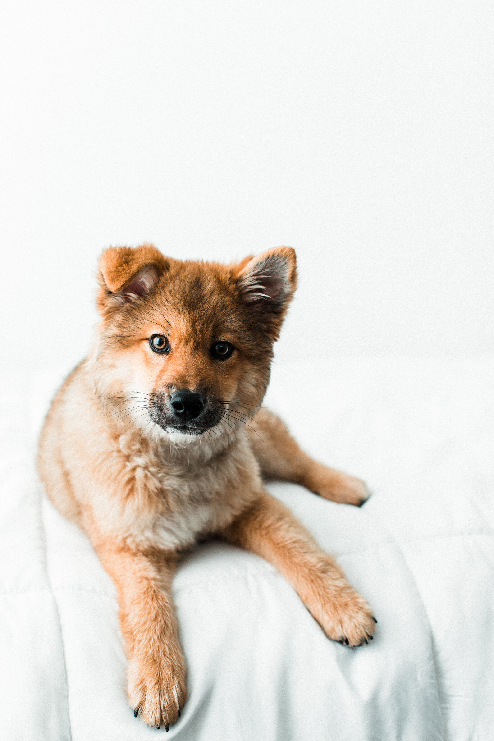 Wildhearts_Pet_Photography31.jpg