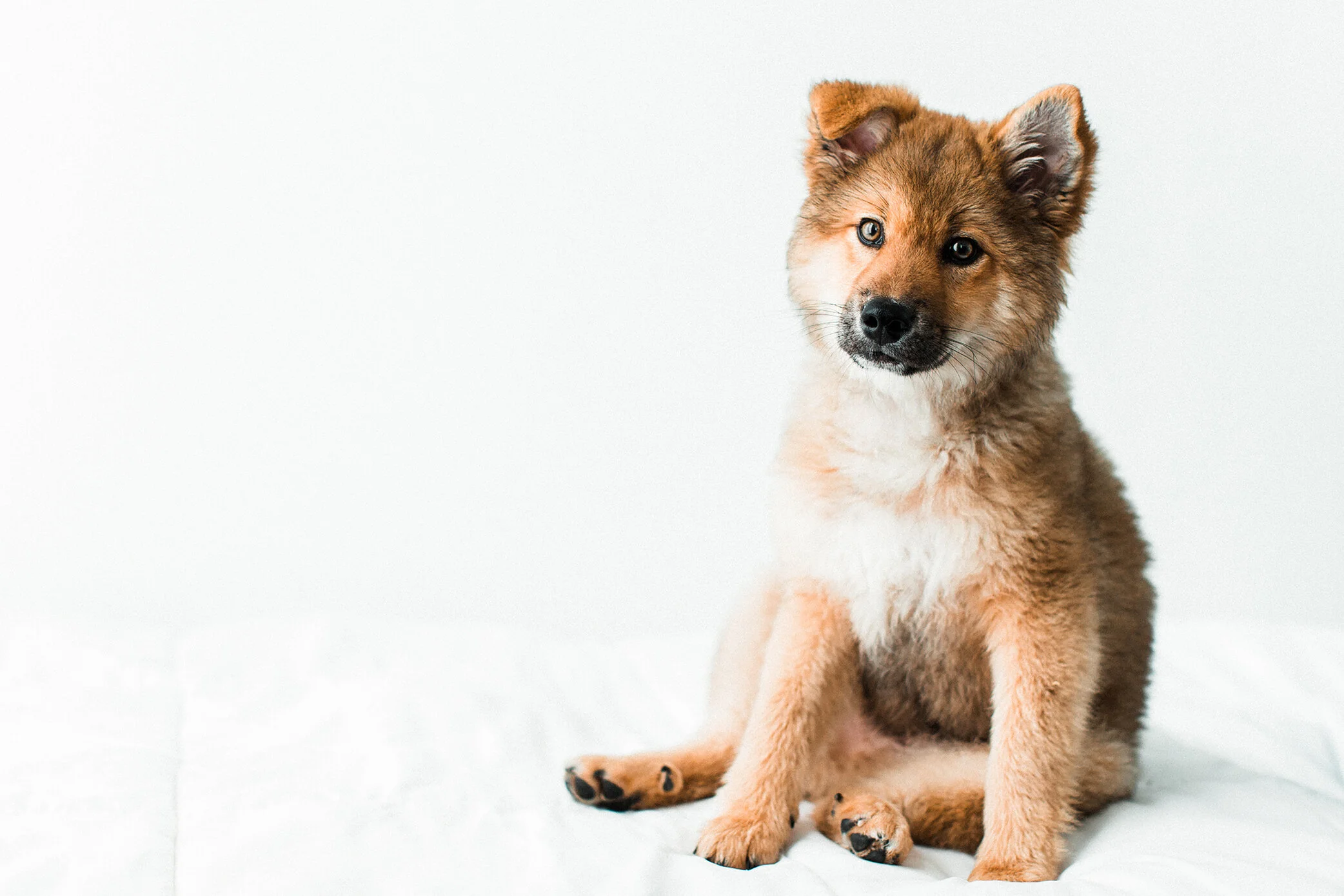 Wildhearts_Pet_Photography33.jpg