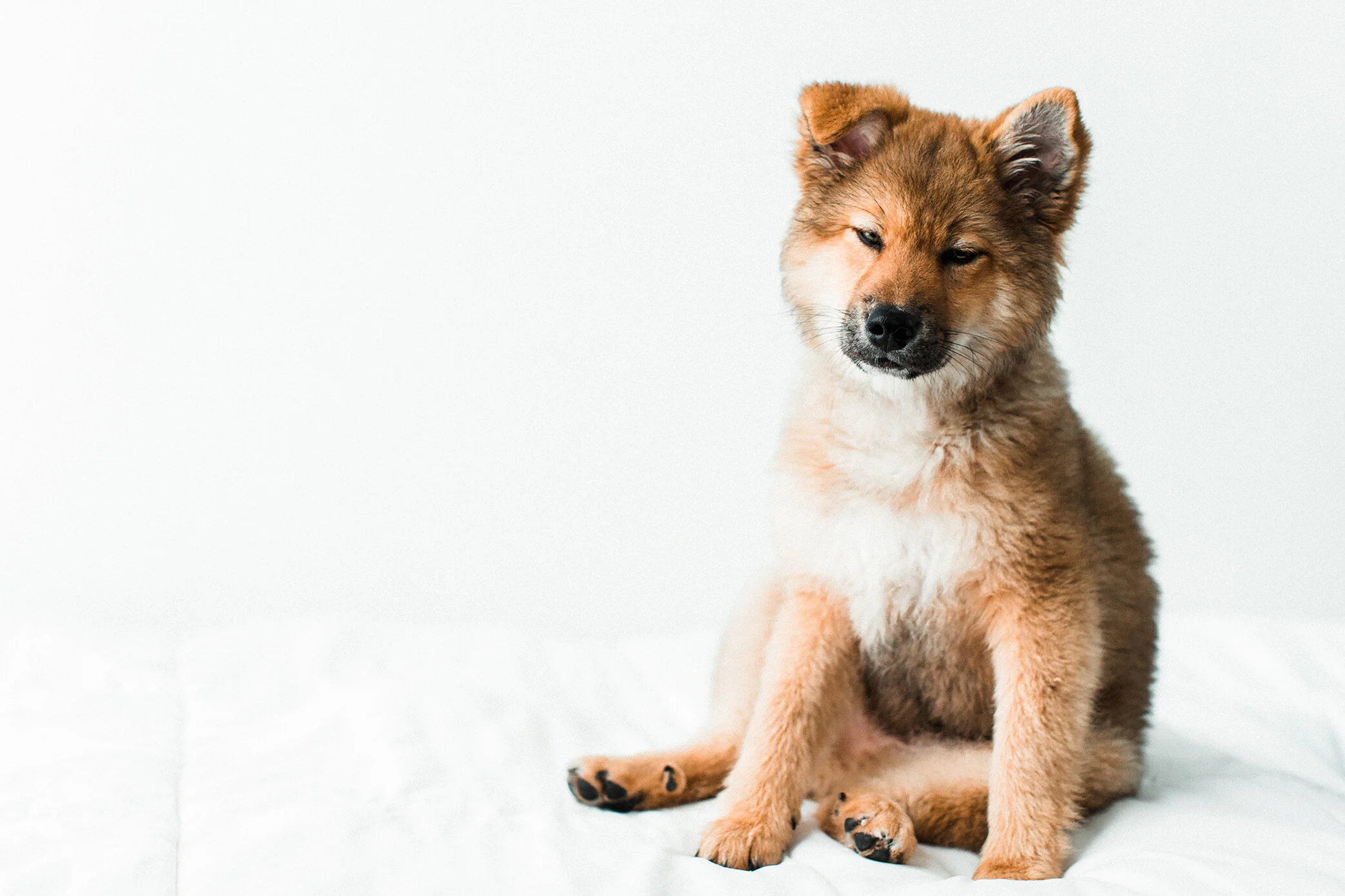 Wildhearts_Pet_Photography34.jpg