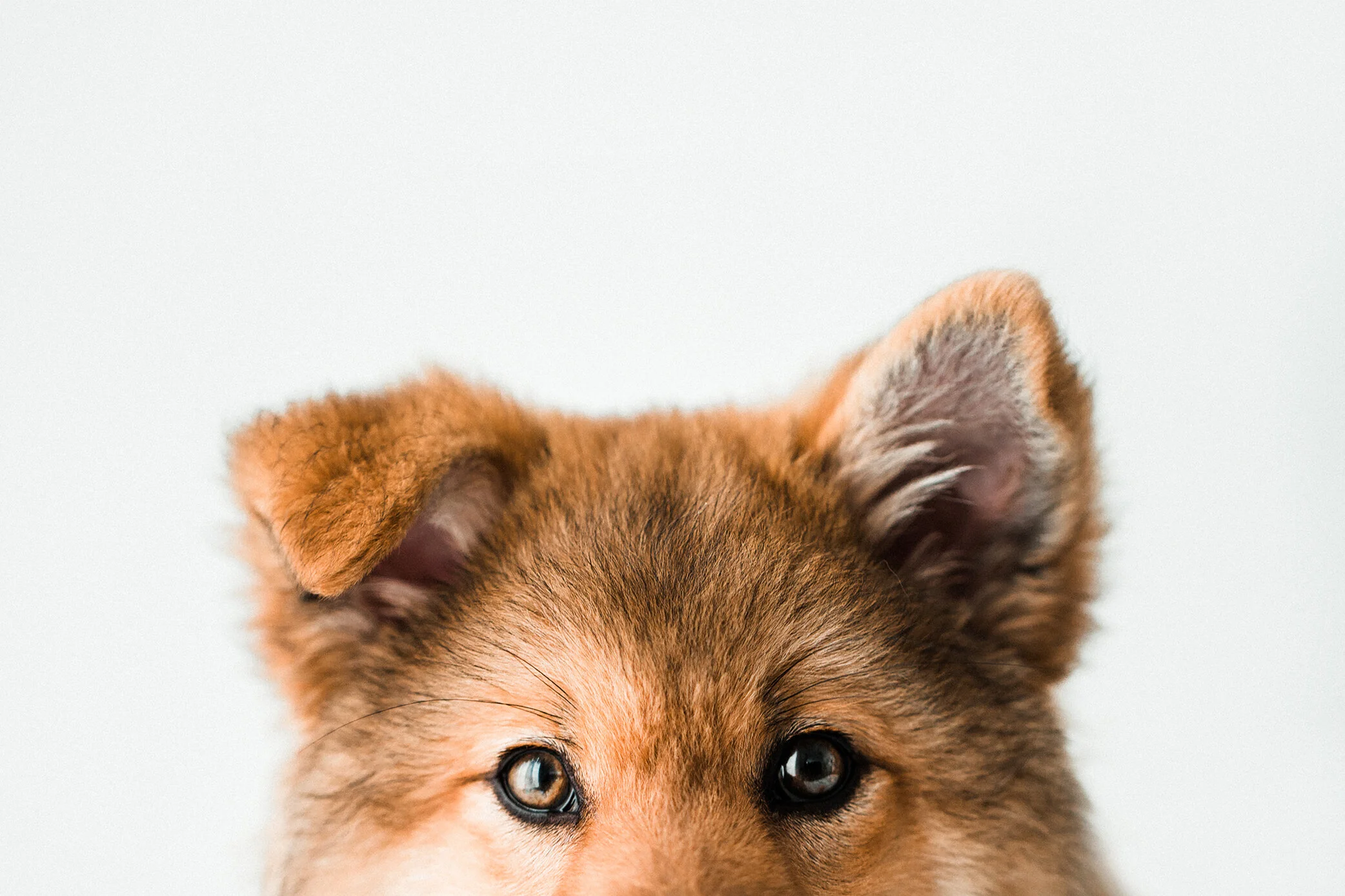 Wildhearts_Pet_Photography36.jpg
