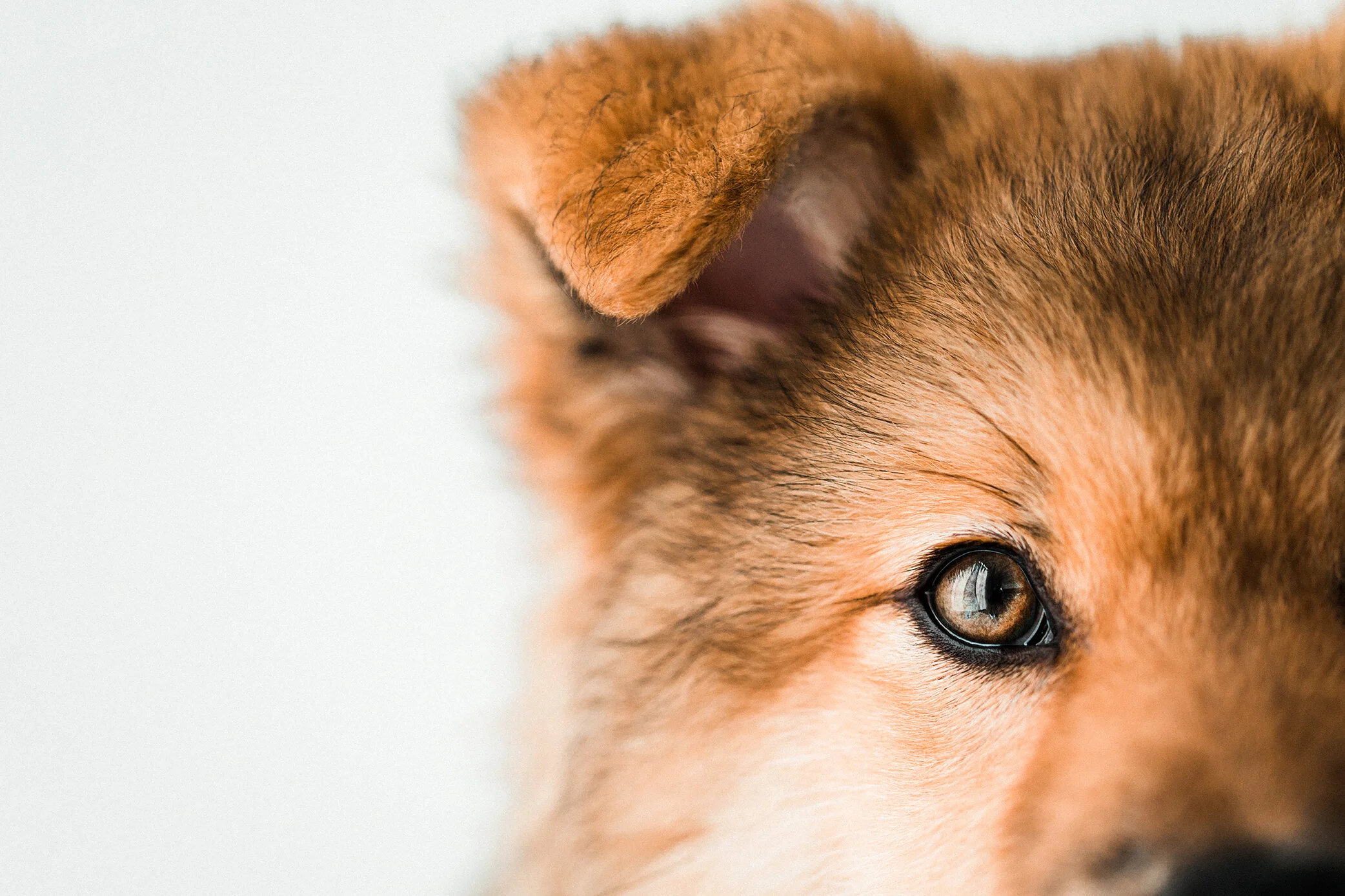 Wildhearts_Pet_Photography35.jpg