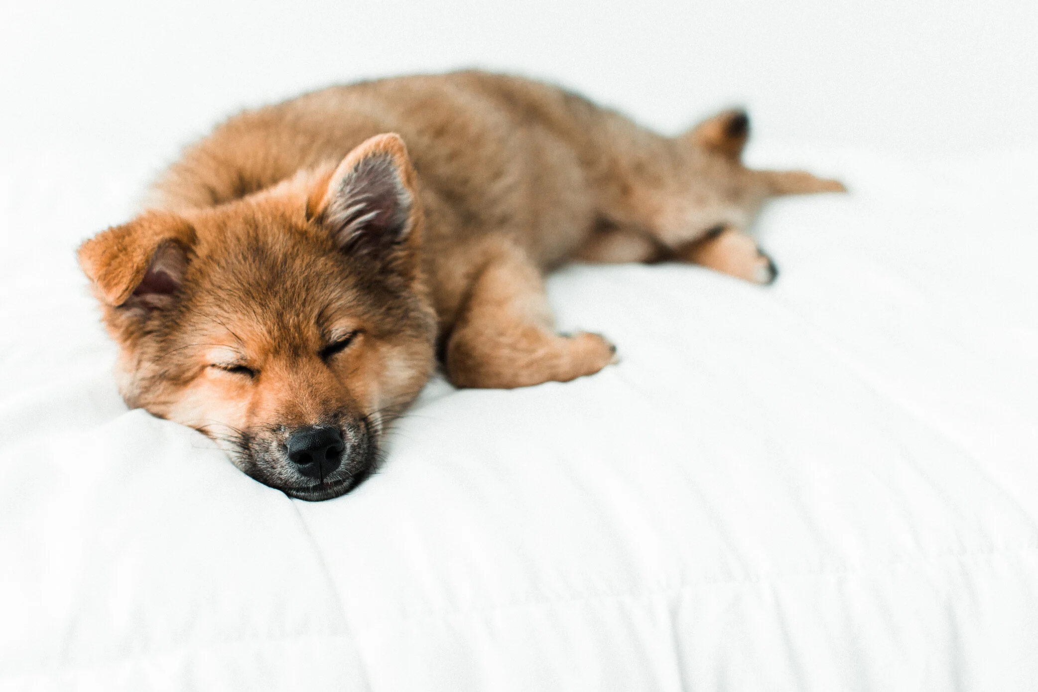 Wildhearts_Pet_Photography38.jpg