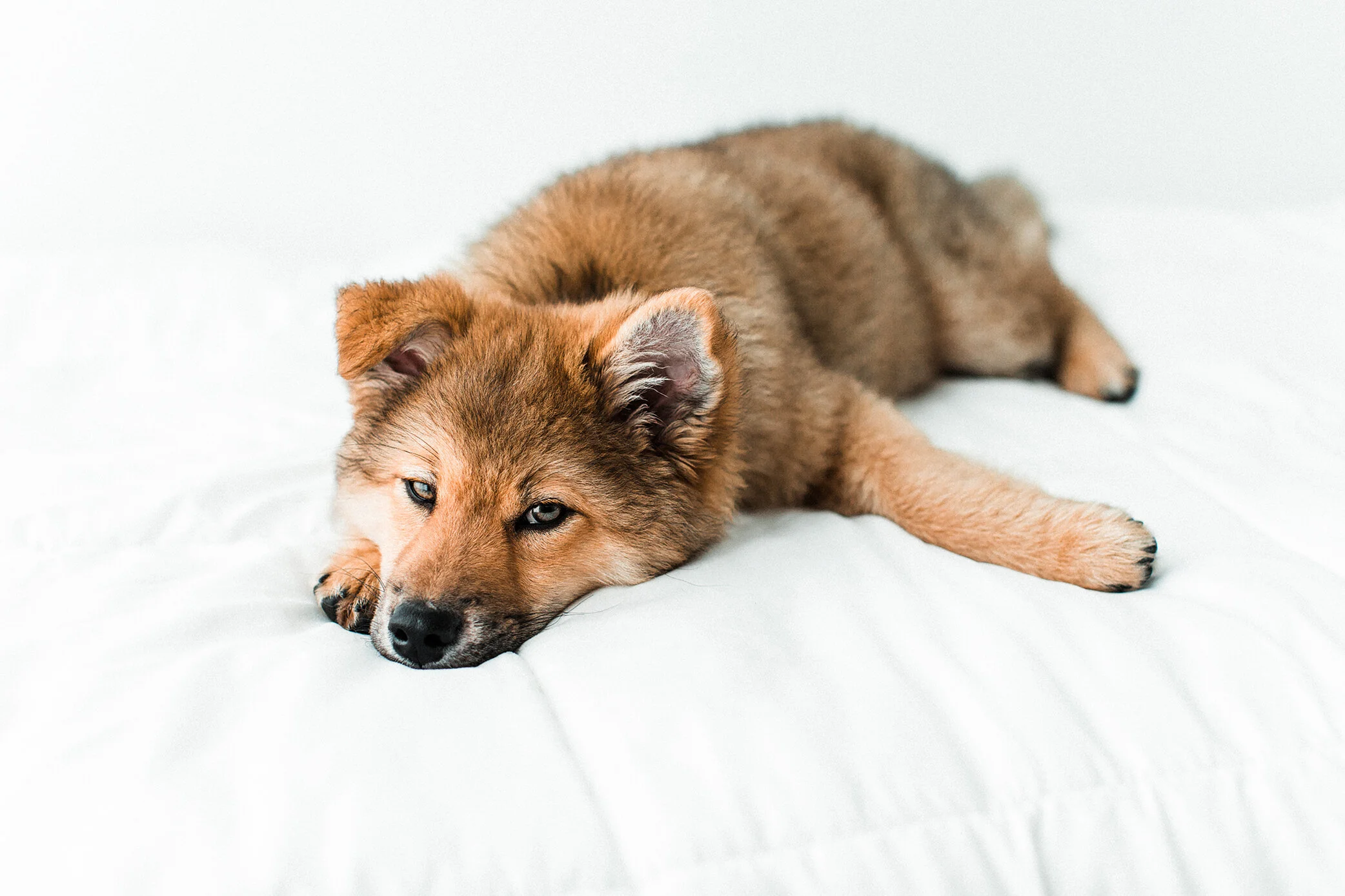 Wildhearts_Pet_Photography37.jpg