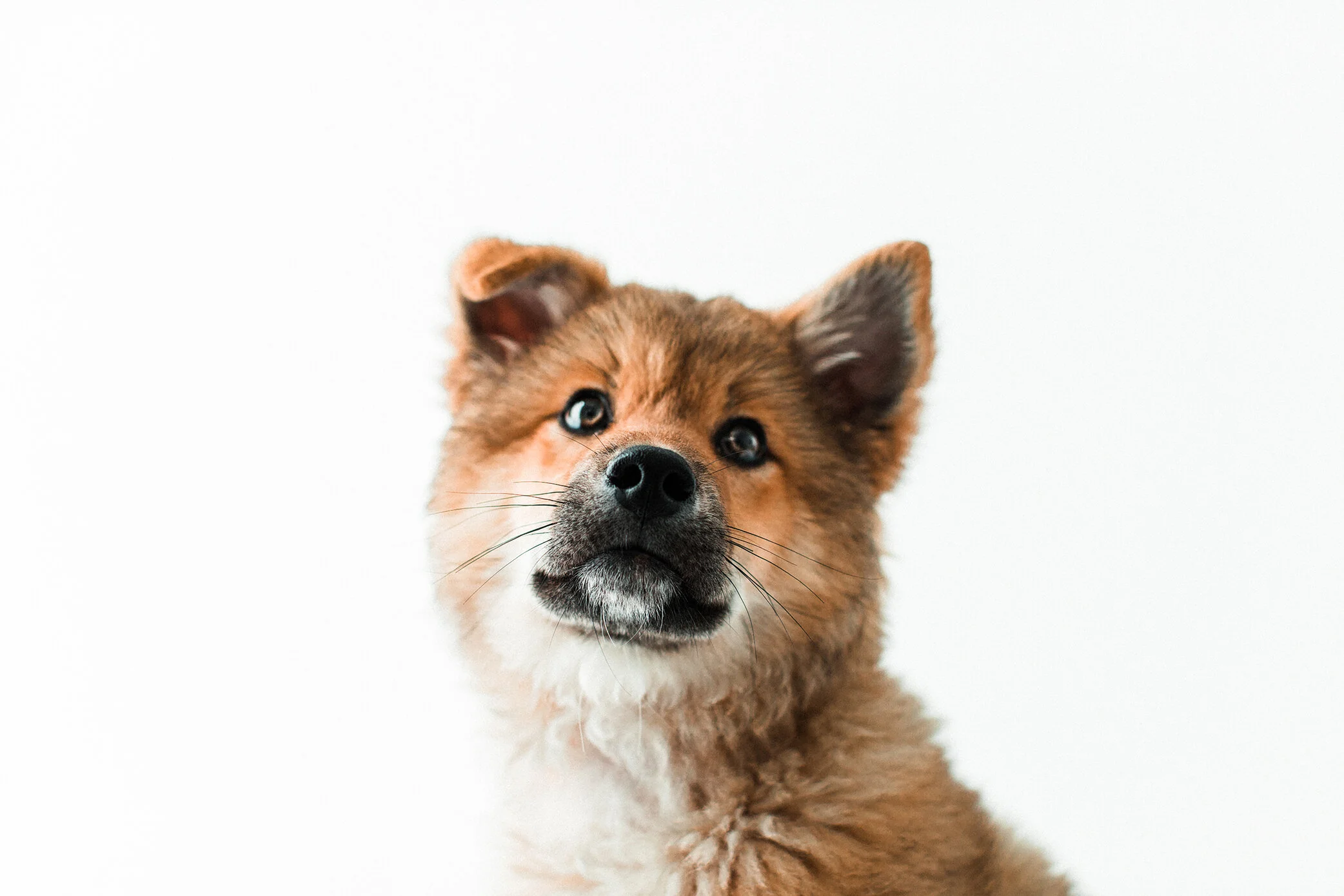 Wildhearts_Pet_Photography40.jpg