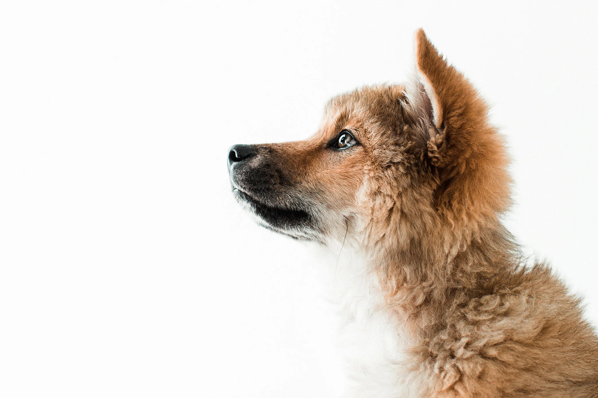 Wildhearts_Pet_Photography39.jpg