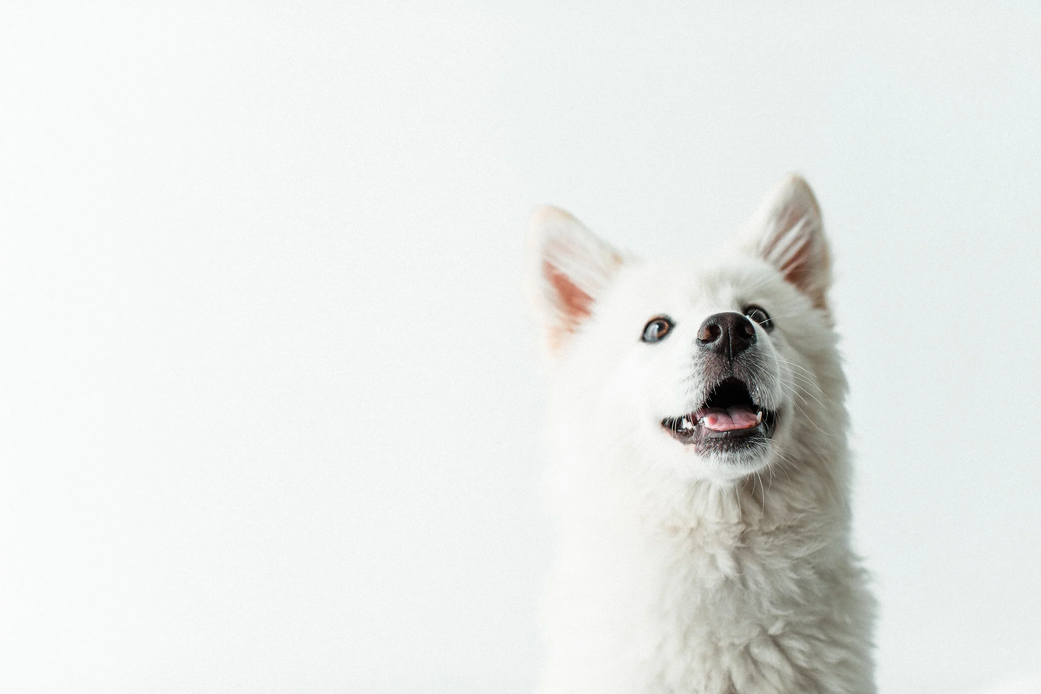 Wildhearts_Pet_Photography11.jpg