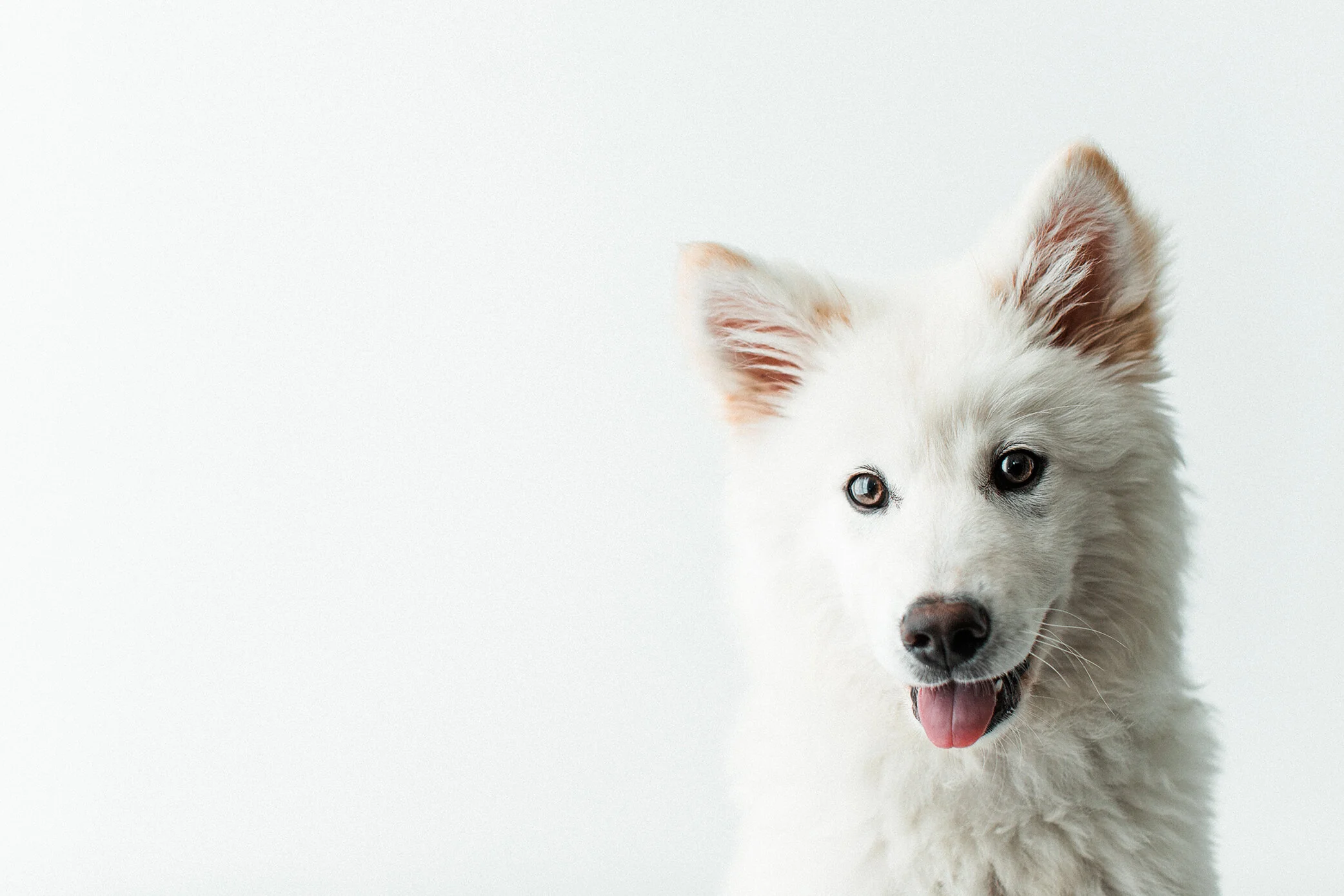 Wildhearts_Pet_Photography12.jpg