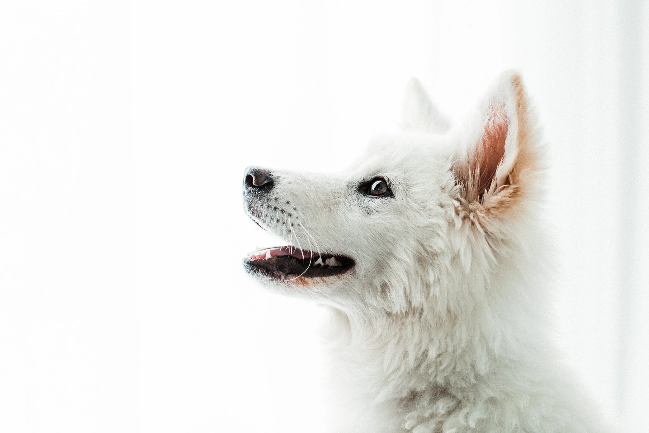 Wildhearts_Pet_Photography13.jpg
