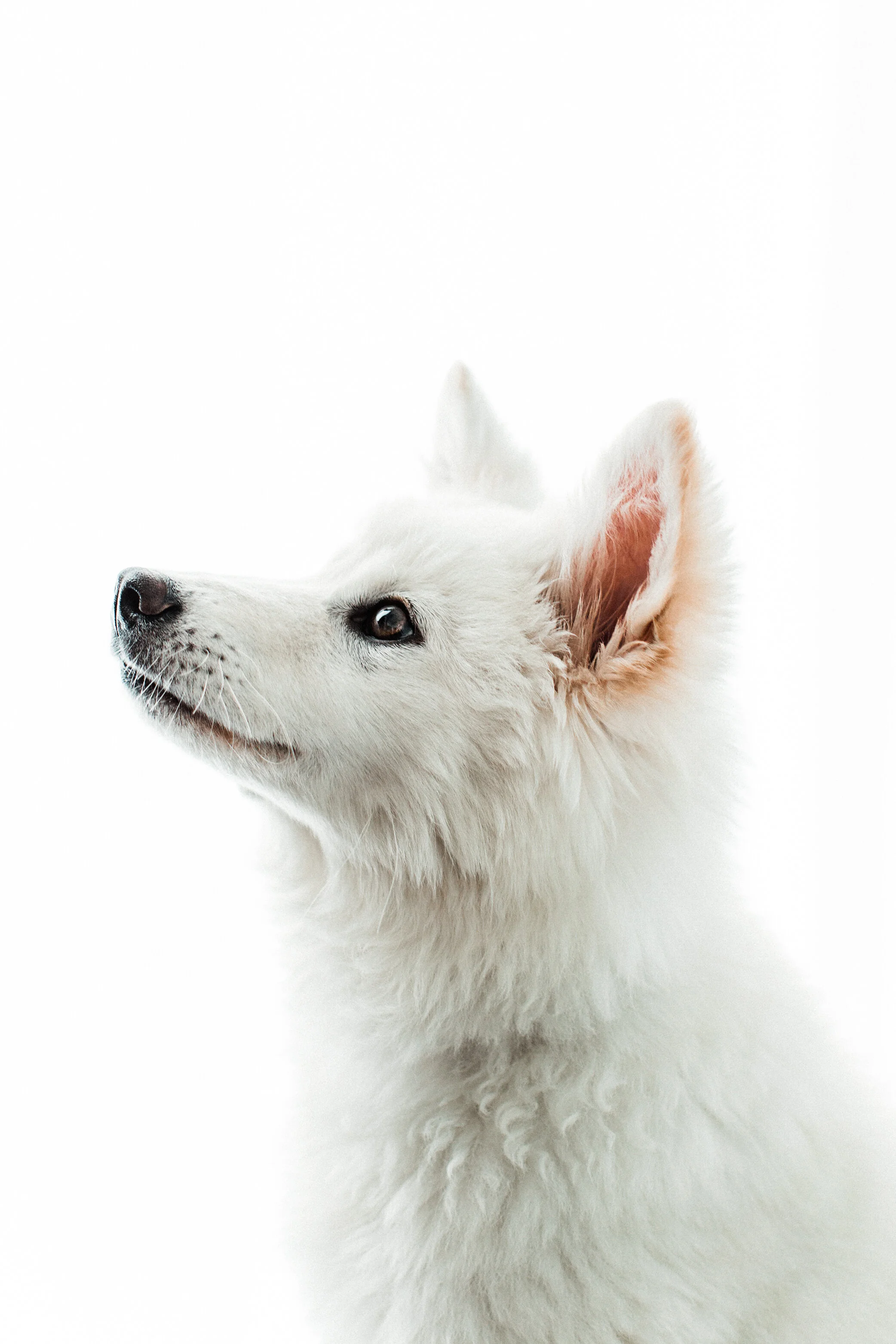 Wildhearts_Pet_Photography14.jpg