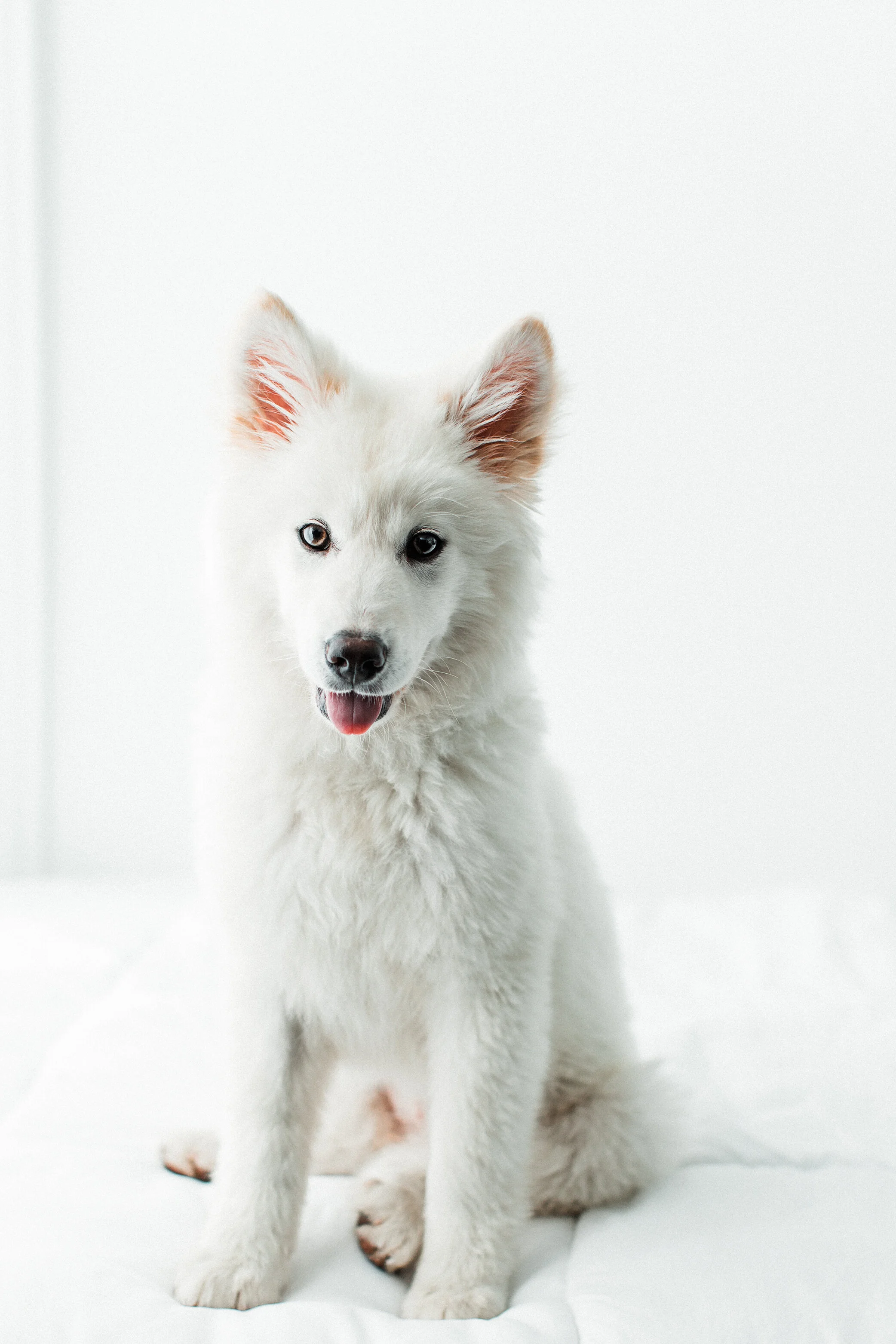 Wildhearts_Pet_Photography15.jpg