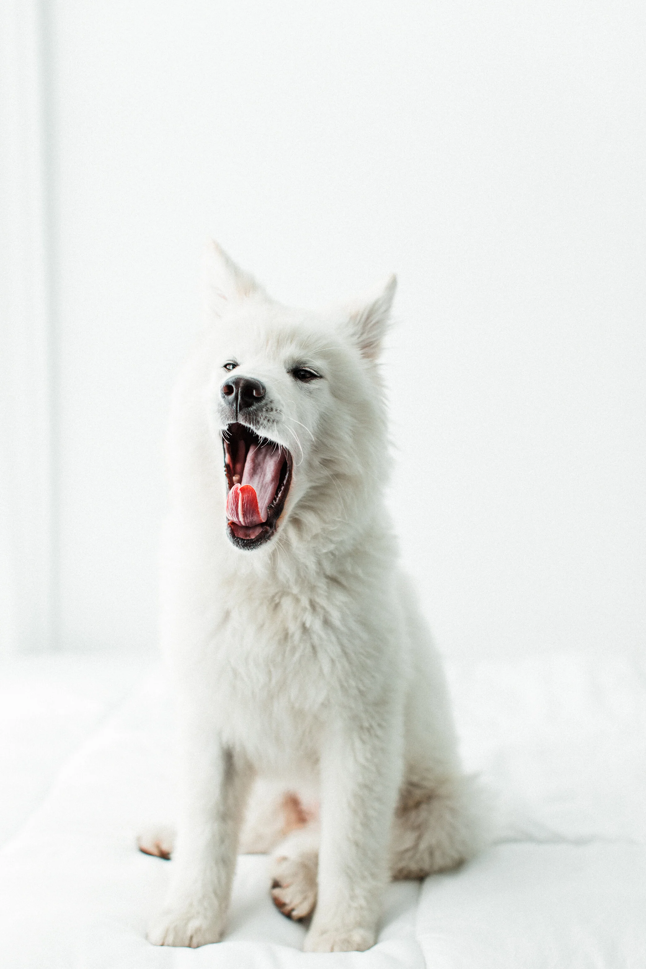 Wildhearts_Pet_Photography16.jpg