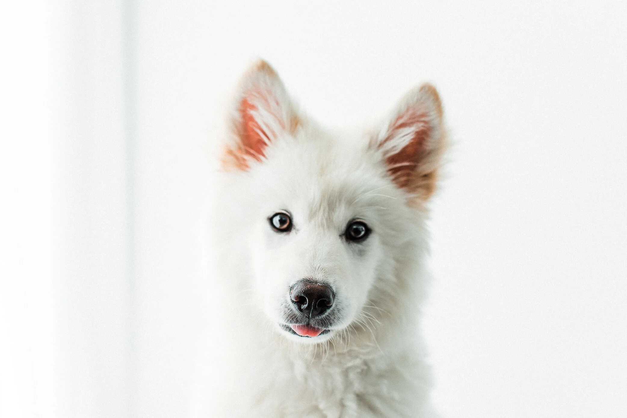 Wildhearts_Pet_Photography17.jpg