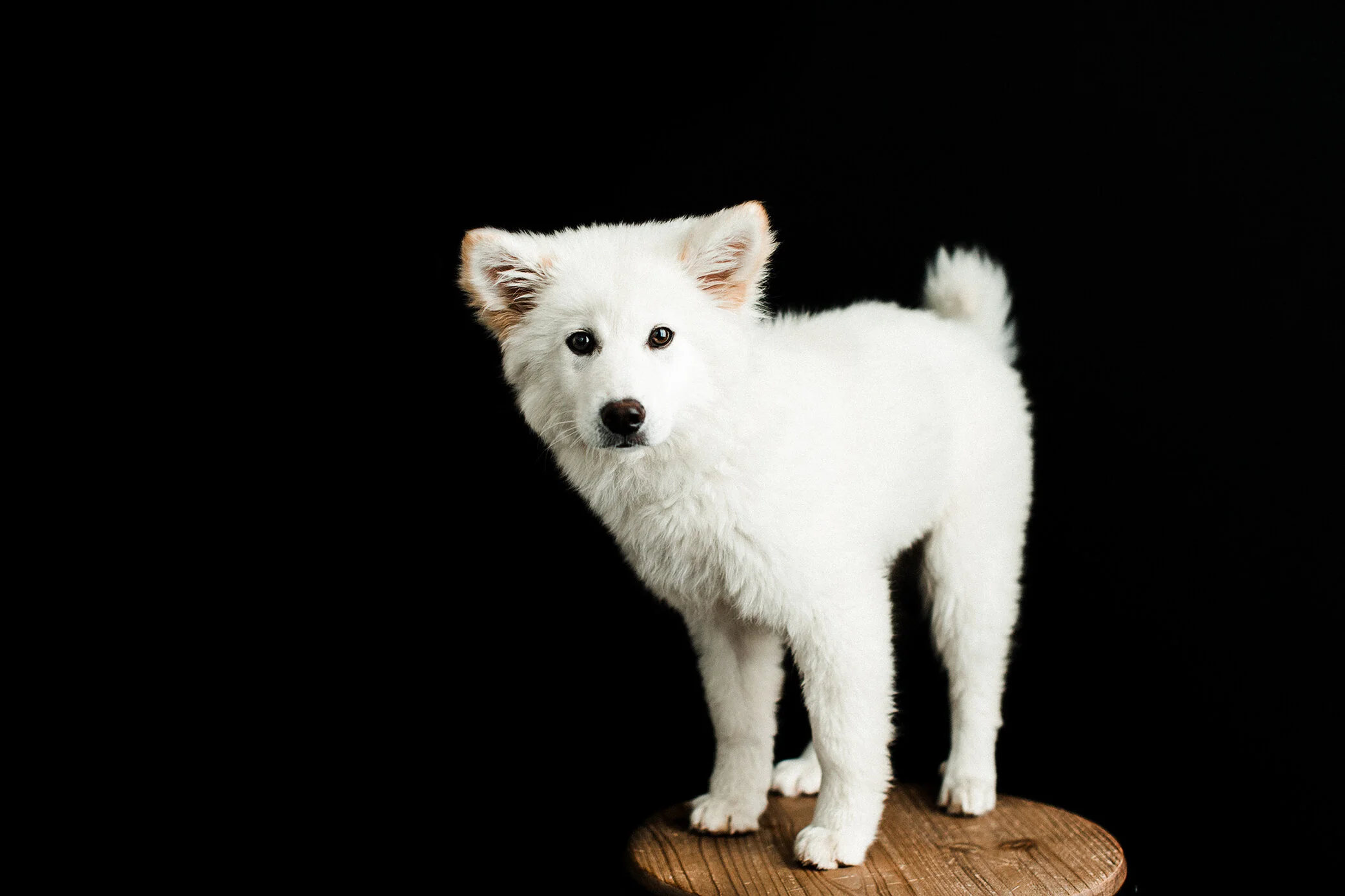 Wildhearts_Pet_Photography19.jpg