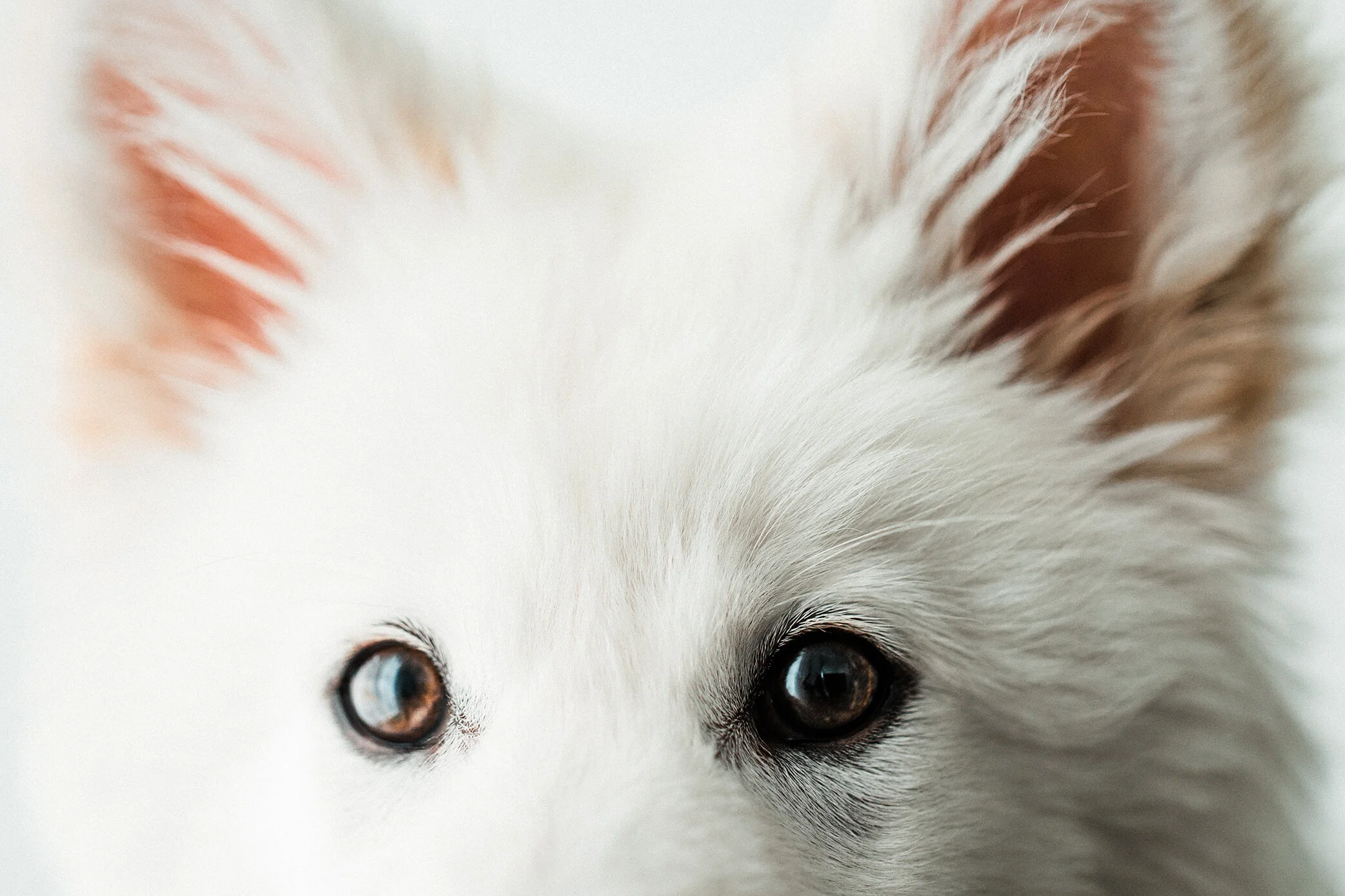 Wildhearts_Pet_Photography18.jpg