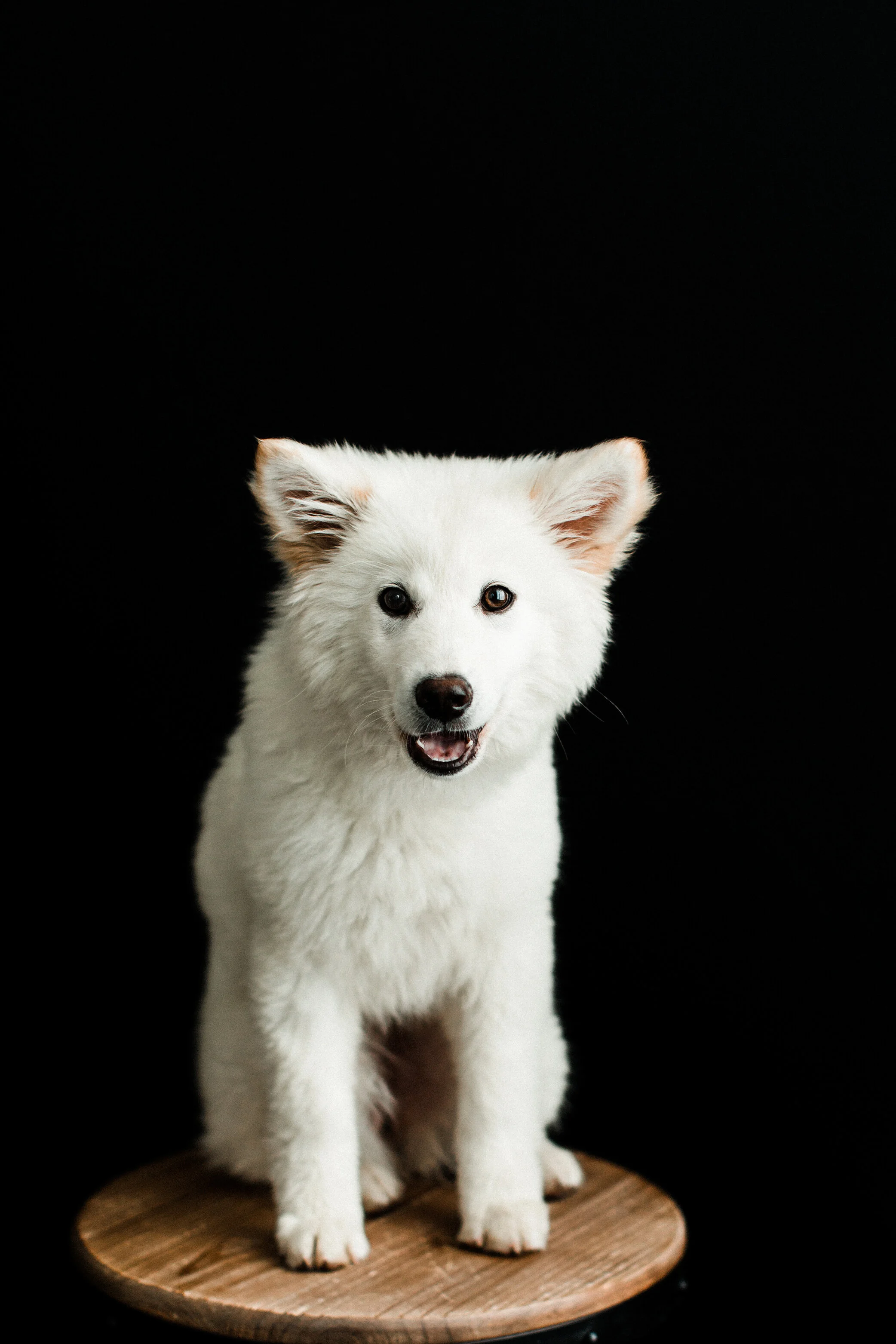 Wildhearts_Pet_Photography20.jpg
