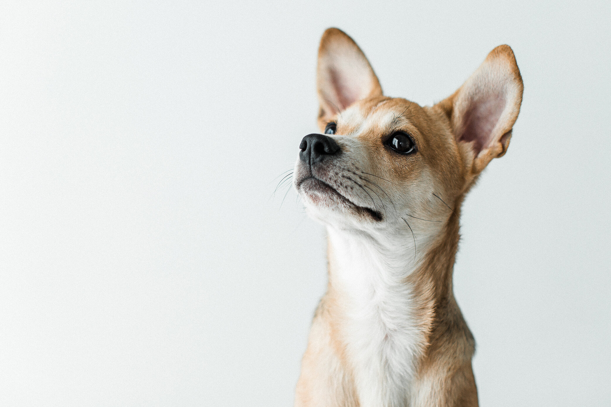 Wildhearts_Pet_Photography13_1.jpg