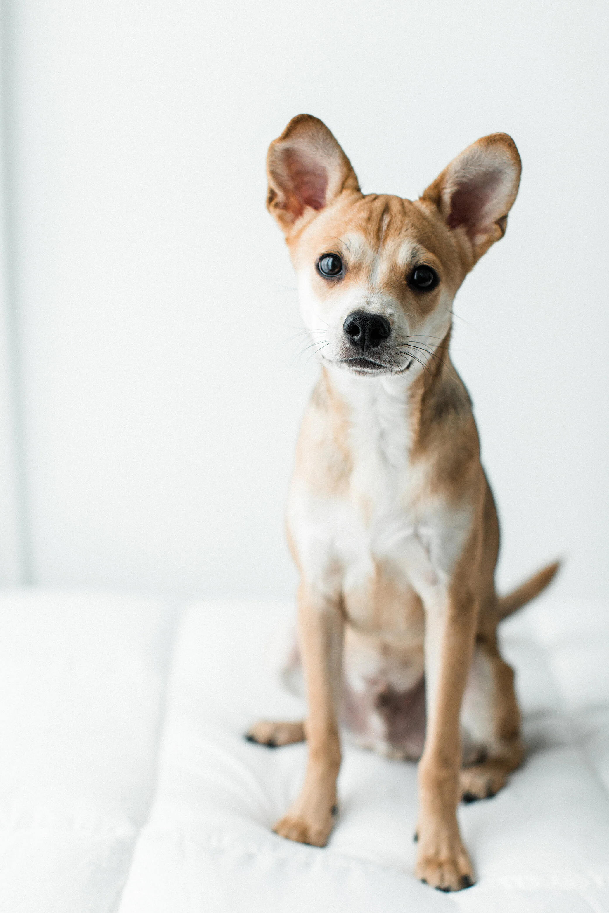 Wildhearts_Pet_Photography12_1.jpg
