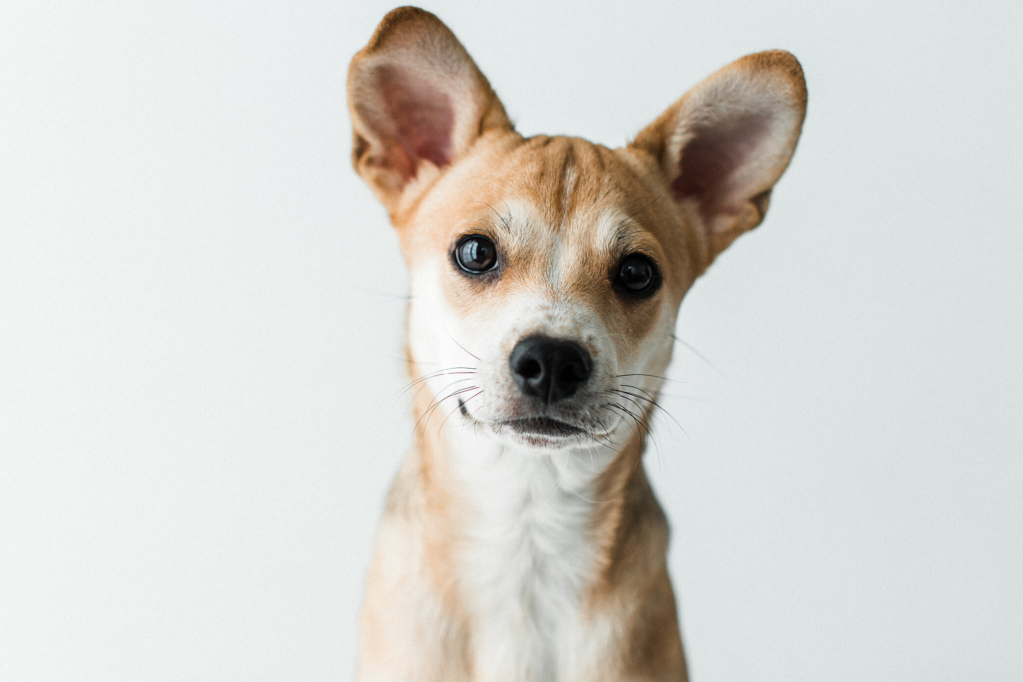 Wildhearts_Pet_Photography14_1.jpg