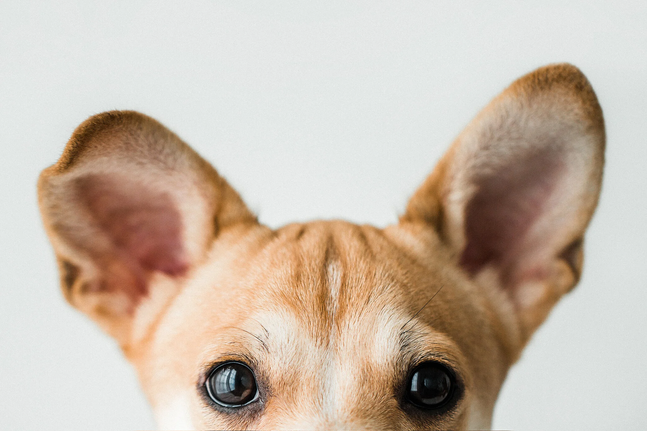 Wildhearts_Pet_Photography15_1.jpg