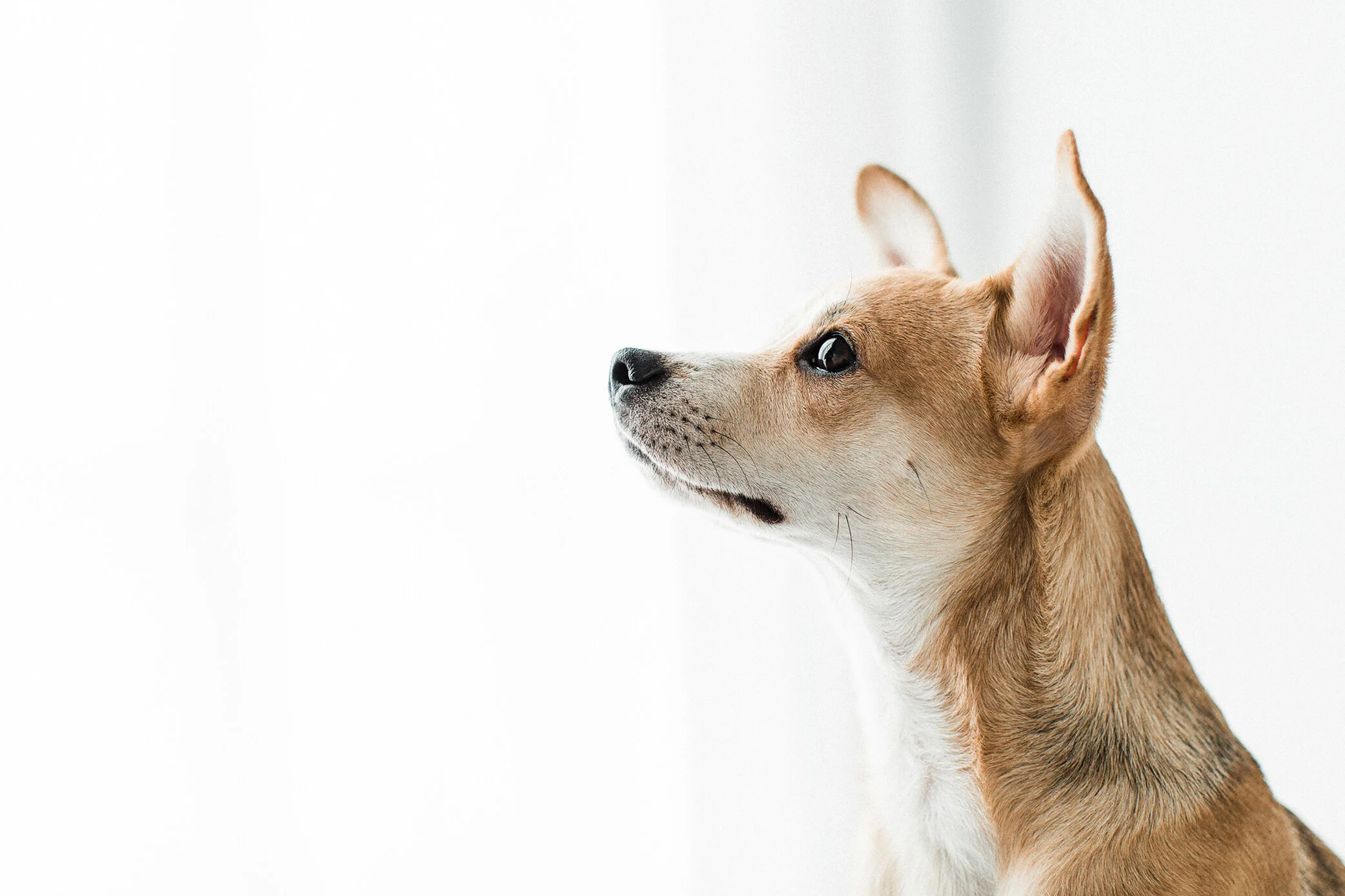 Wildhearts_Pet_Photography18_1.jpg