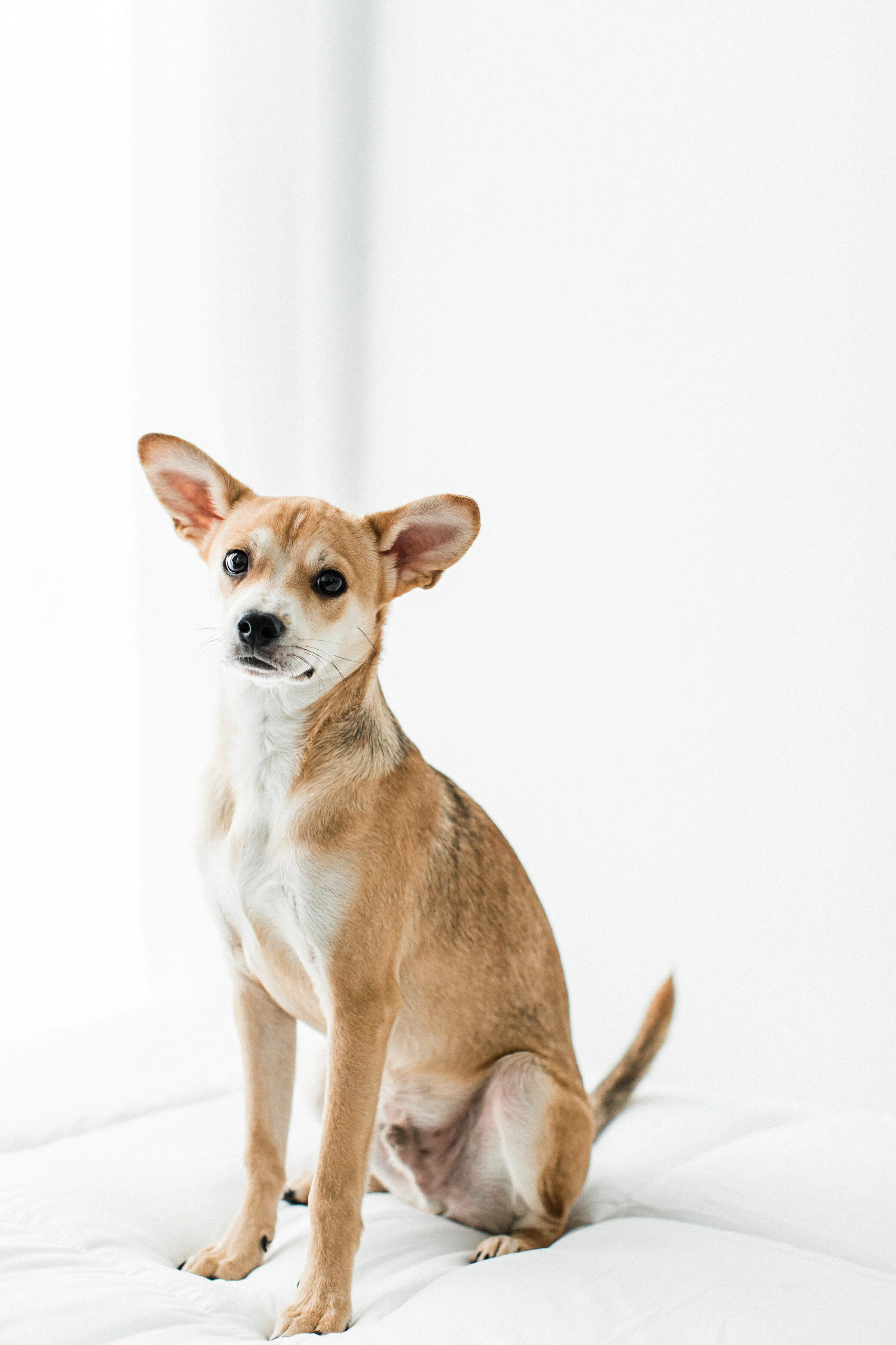 Wildhearts_Pet_Photography17_1.jpg