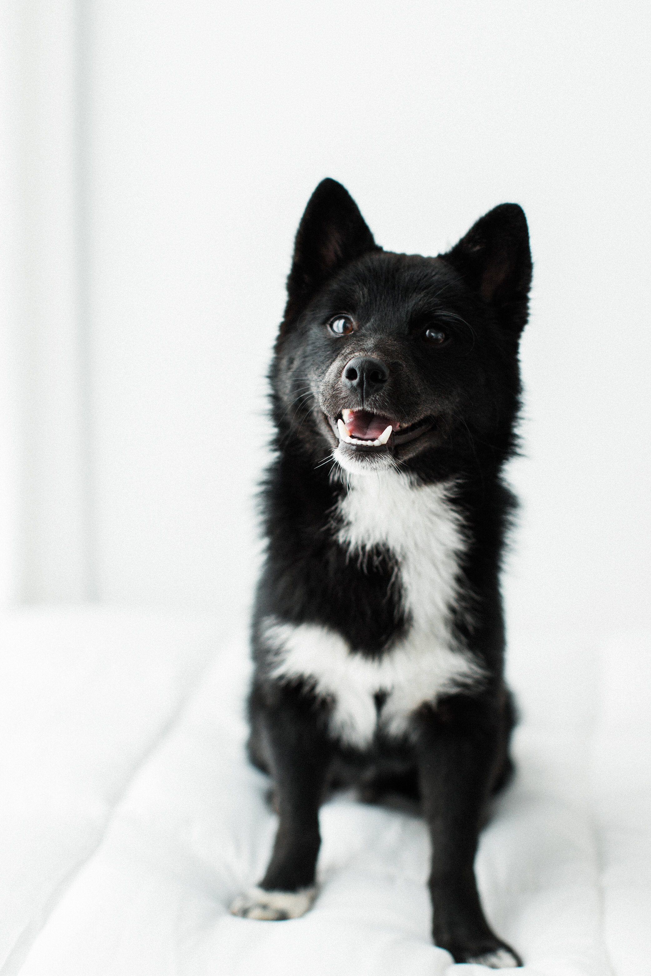 Wildhearts_Pet_Photography08_1.jpg