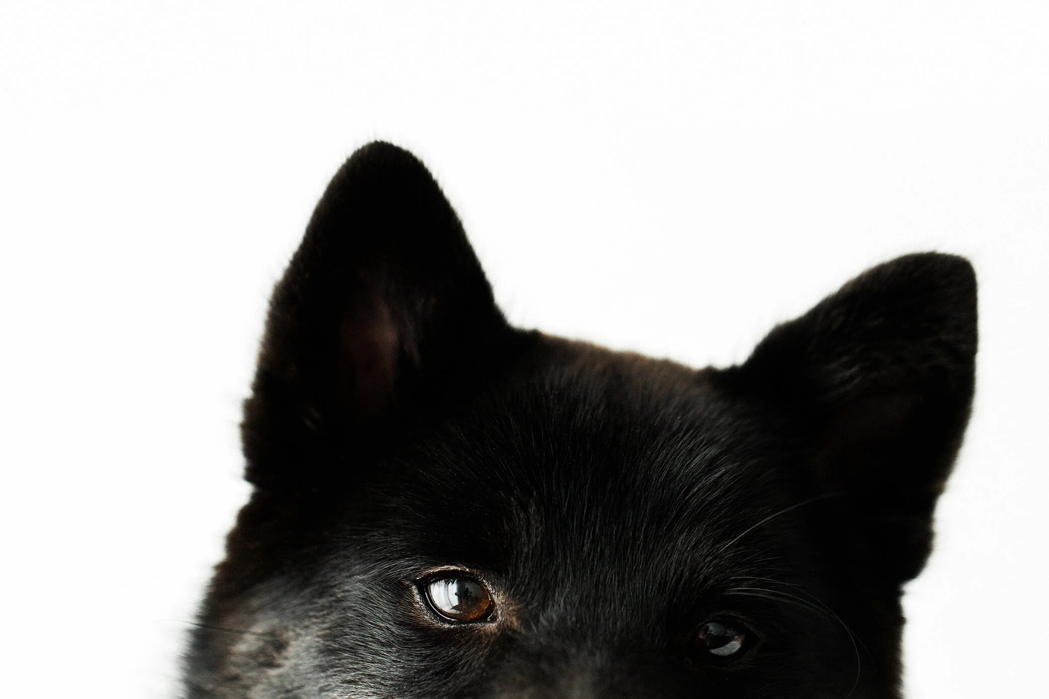 Wildhearts_Pet_Photography09_1.jpg