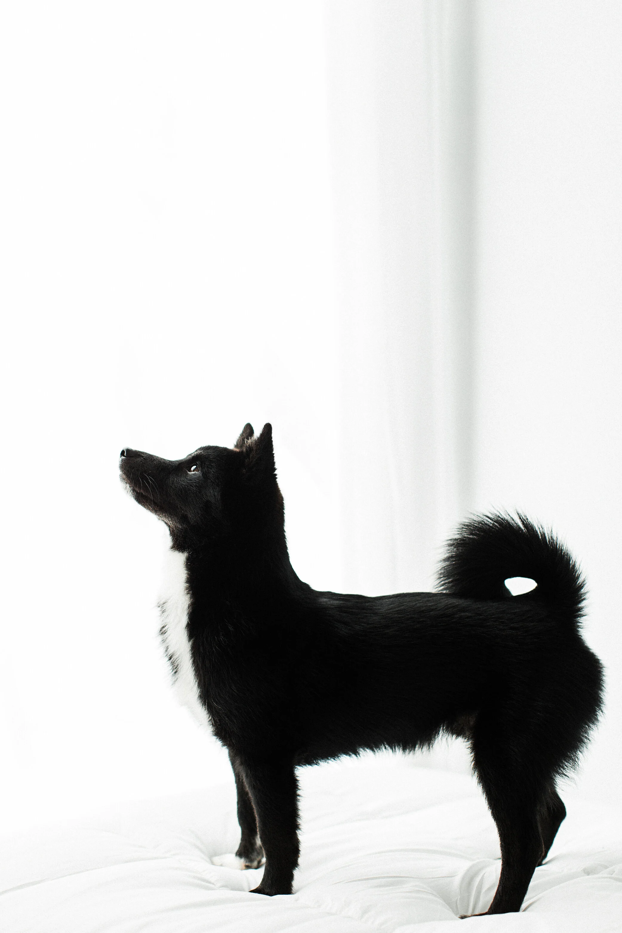 Wildhearts_Pet_Photography10_1.jpg