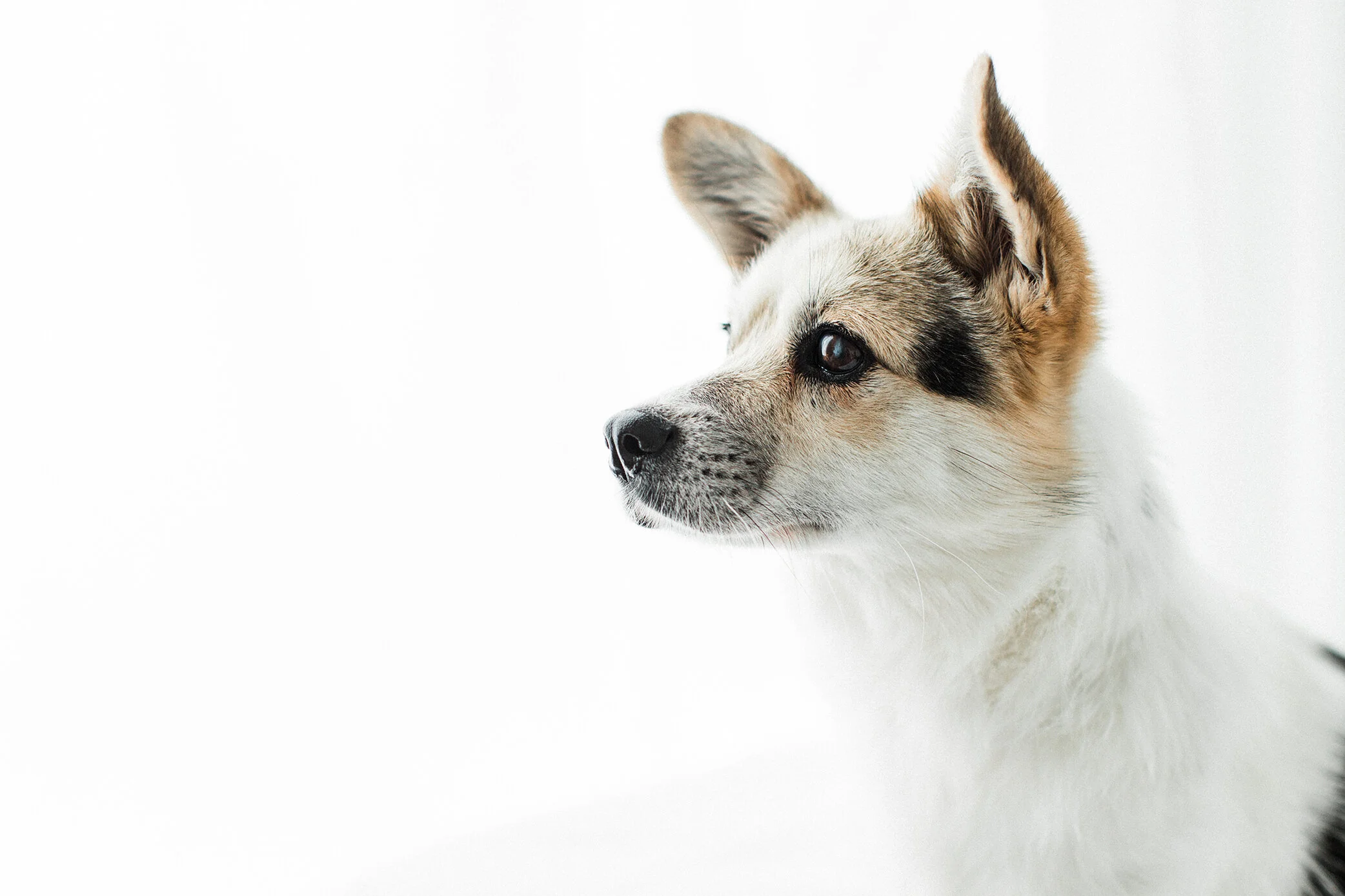 Wildhearts_Pet_Photography01_1.jpg