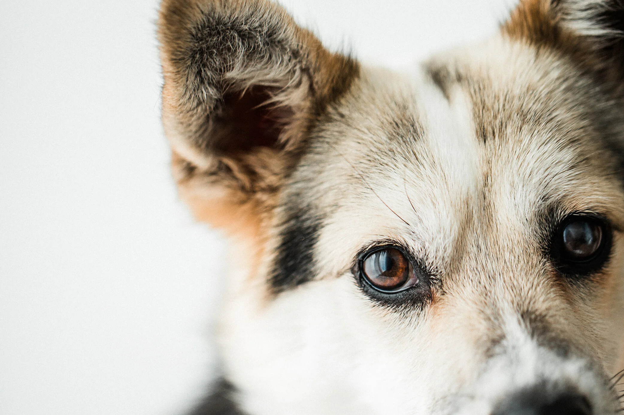 Wildhearts_Pet_Photography02_1.jpg